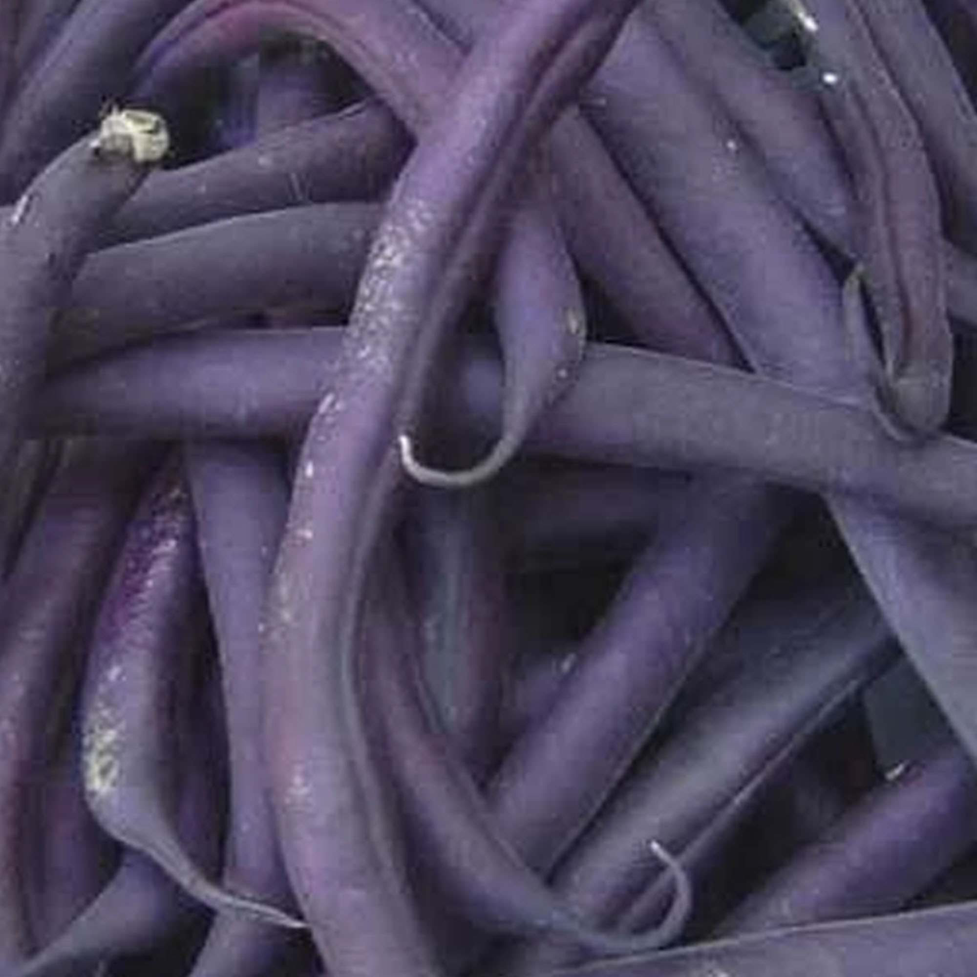 Organic Royal Burgundy Bush Bean Seeds - 5 LB Bulk ~8,000 Vegetable - Buy Non-GMO, Open Pollinated Seeds Online - Best Seed Supp