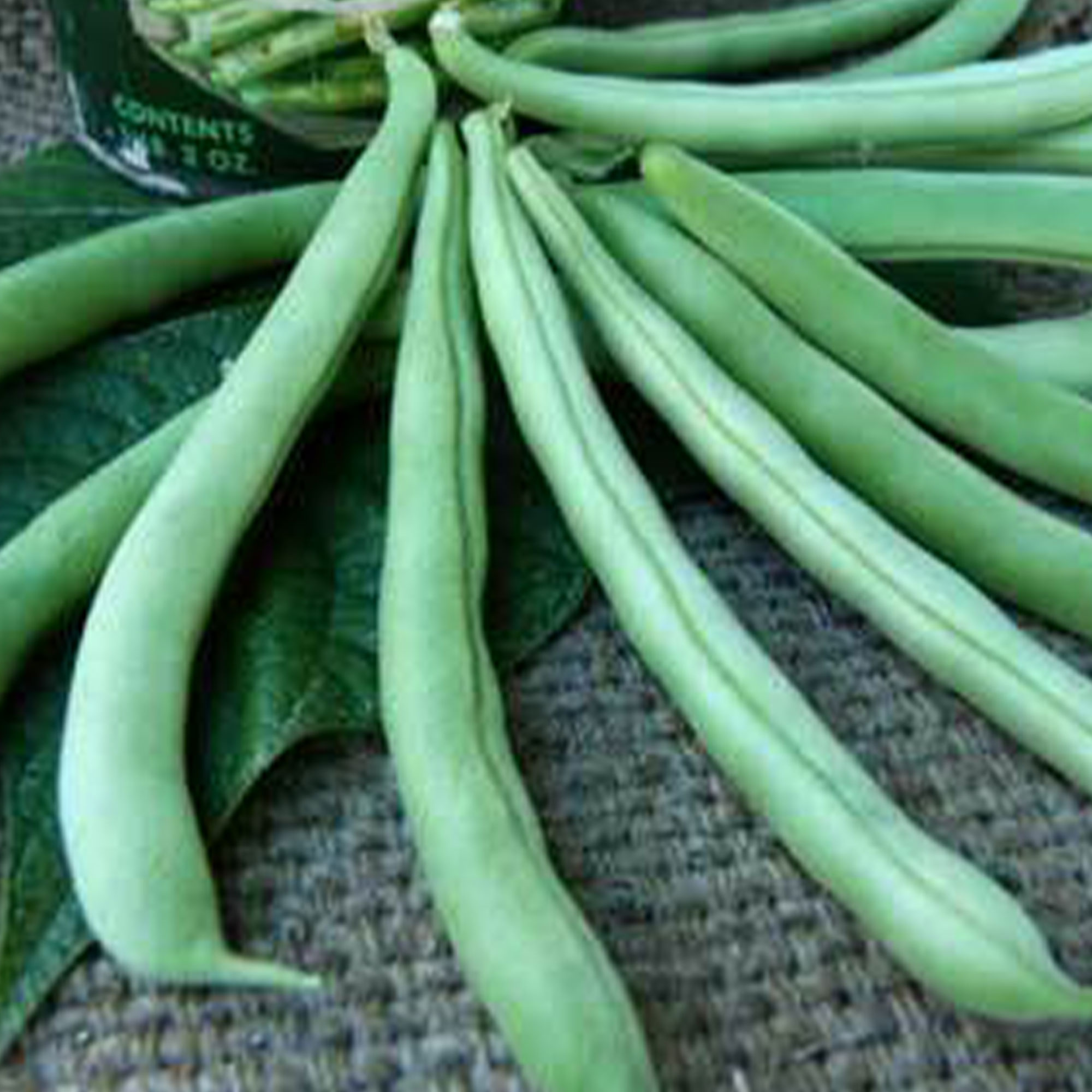 Organic Tendergreen Bush Bean - 1 LB Bulk ~1,120 Seeds -Farm & Garden - Buy Non-GMO, Open Pollinated Seeds Online - Best See