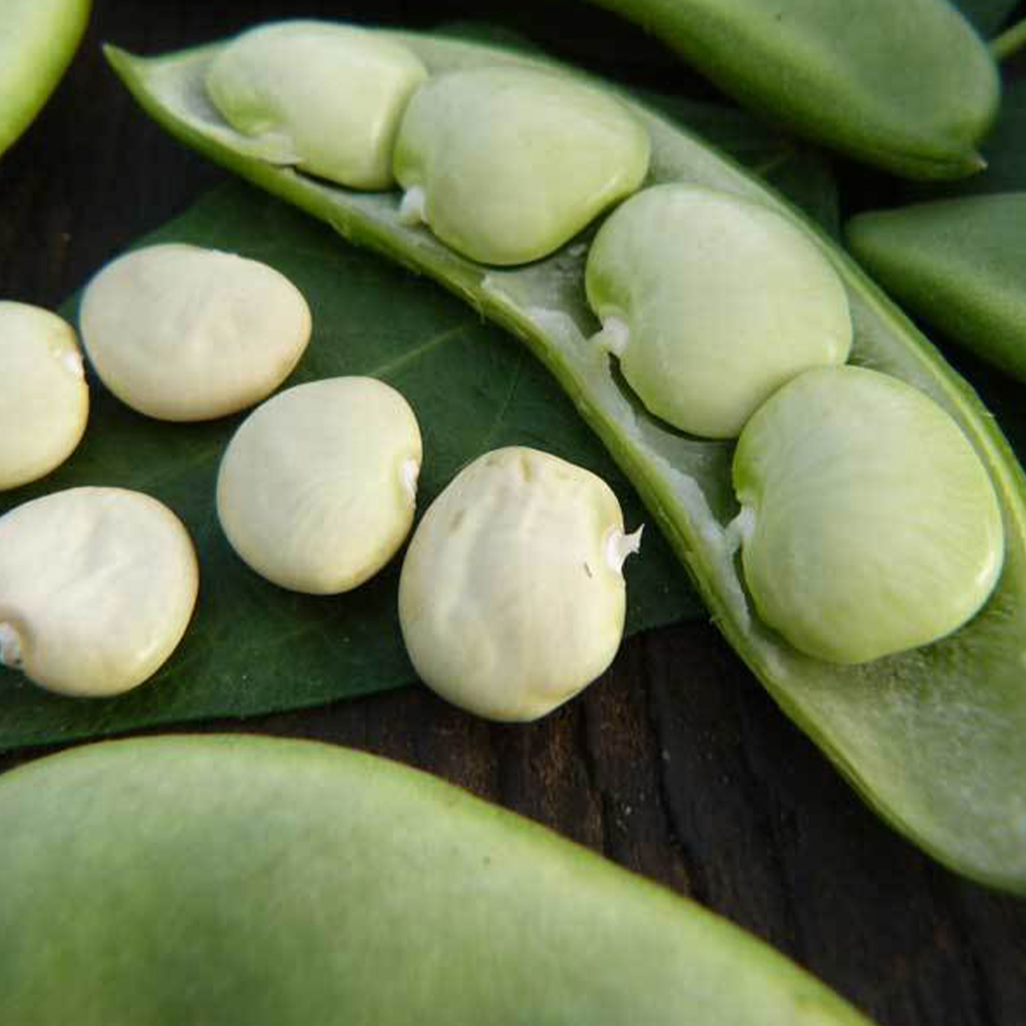 Fordhook 242 Bush Lima Bean 5 LB Bulk ~2,240 - Non-GMO - Farm Seeds - Buy Non-GMO, Open Pollinated Seeds Online - Best Seed Supp