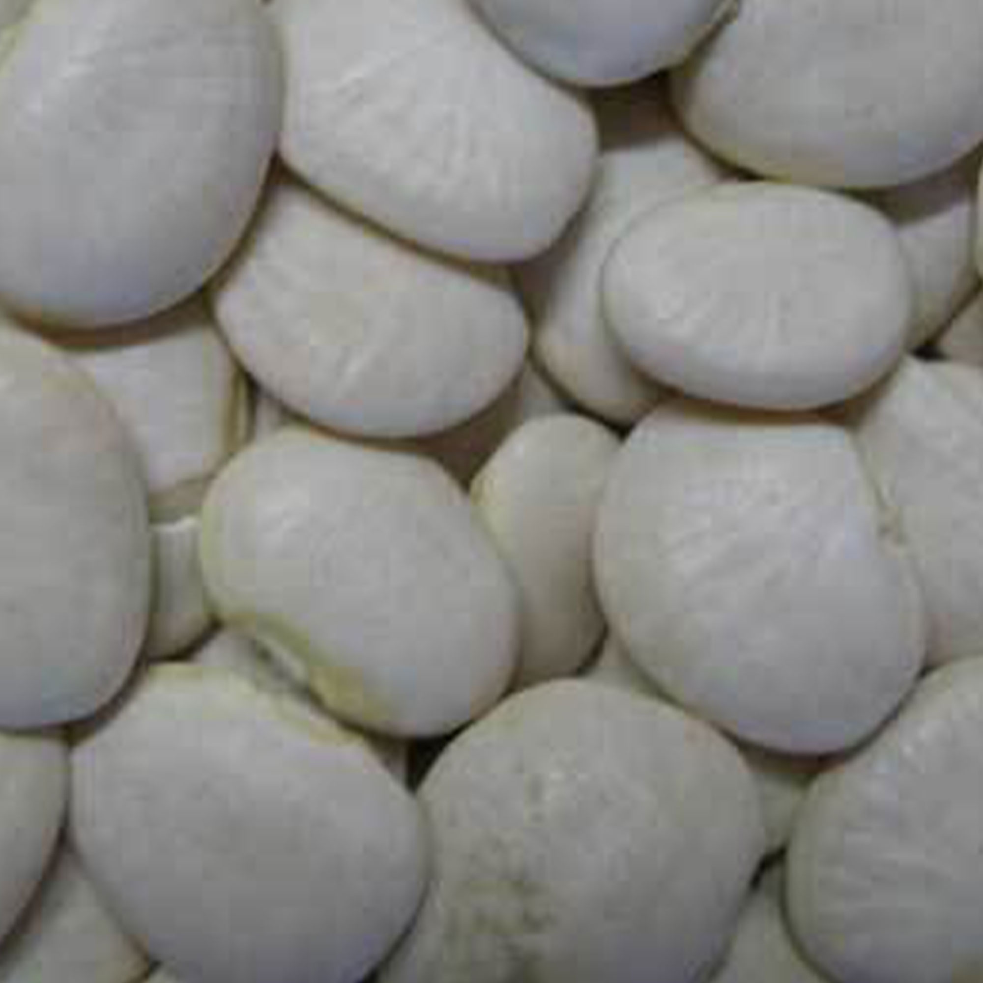 King of the Garden Pole Lima - 1 OZ ~25 Seeds - Non-GMO, Gardening - Buy Non-GMO, Open Pollinated Seeds Online - Best Seed Suppl