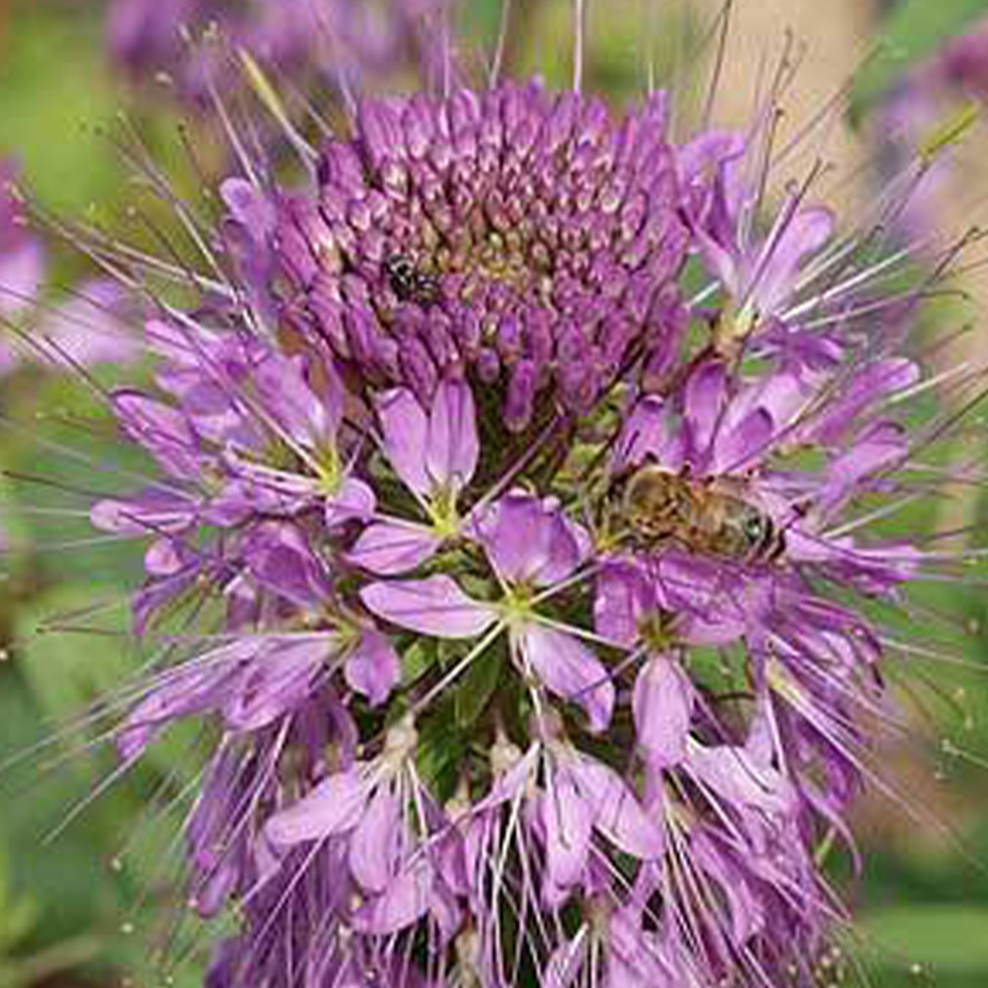 Rocky Mountain Bee Plant (Flower) - 250 Mg ~ 30 Seeds-Heirloom, Annual - Buy Non-GMO Cleome serrulata Farm & Gardening Seeds Onl
