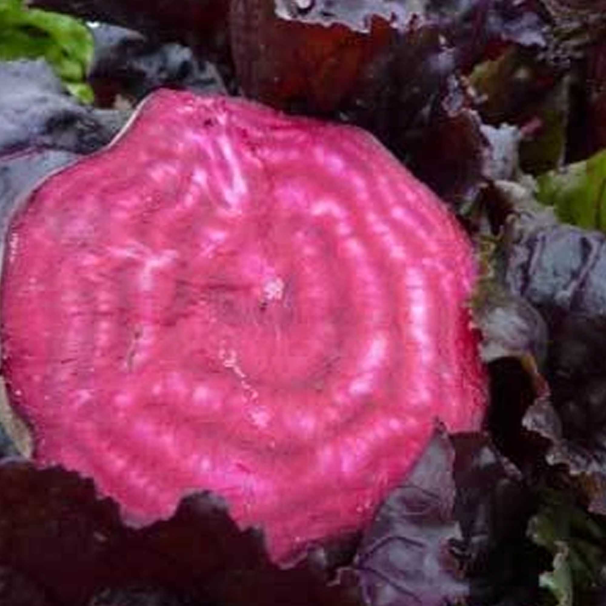 Organic Bulls Blood Beet Seeds - 1/4 LB ~6,000 Seeds - Heirloom, Farm - Buy Non-GMO Beta vulgaris Farm & Gardening Seeds Online