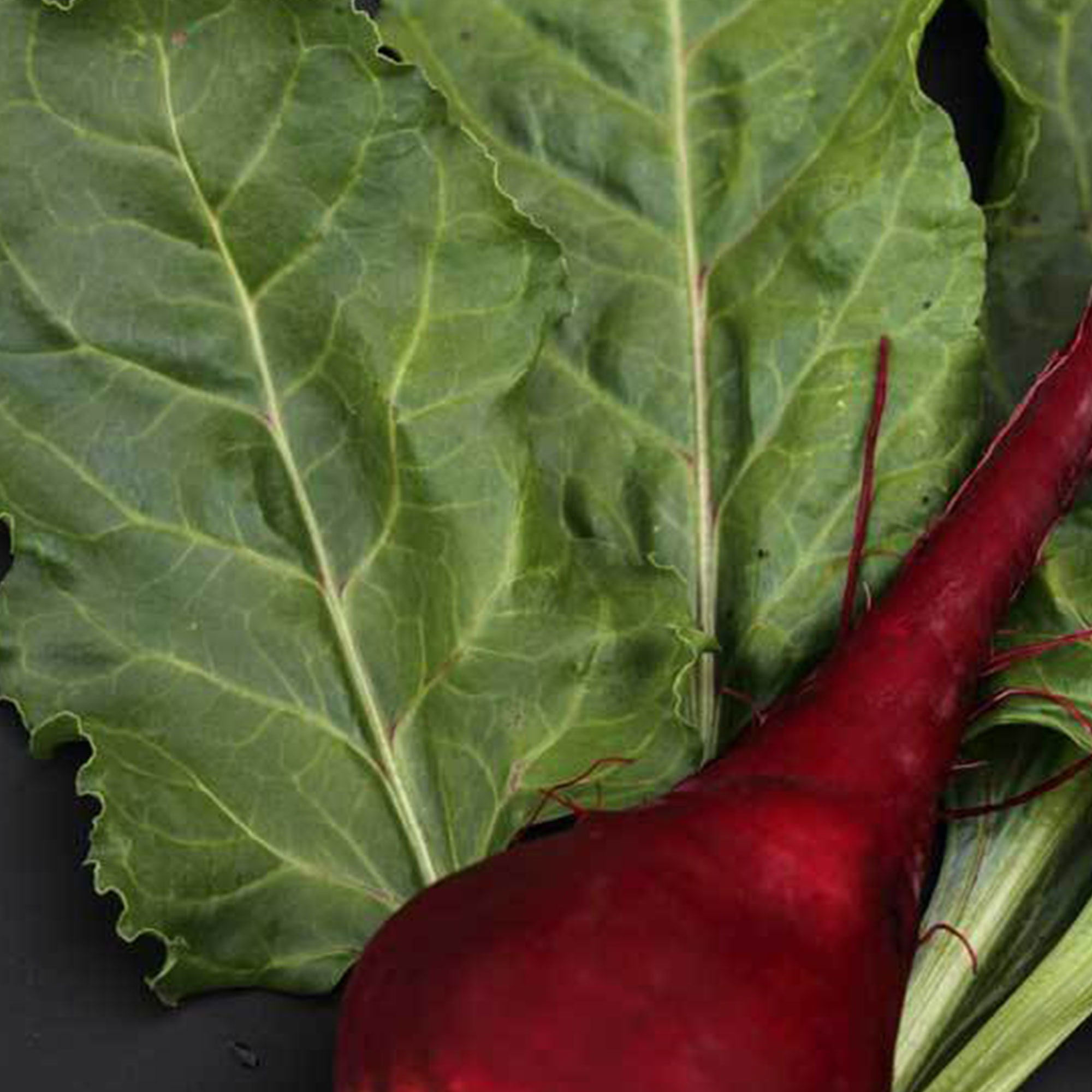 Organic Lutz Green Leaf Beet Seeds - 1/4 LB ~6,000-Vegetable Gardening - Buy Non-GMO Beta vulgaris Farm & Gardening Seeds Online