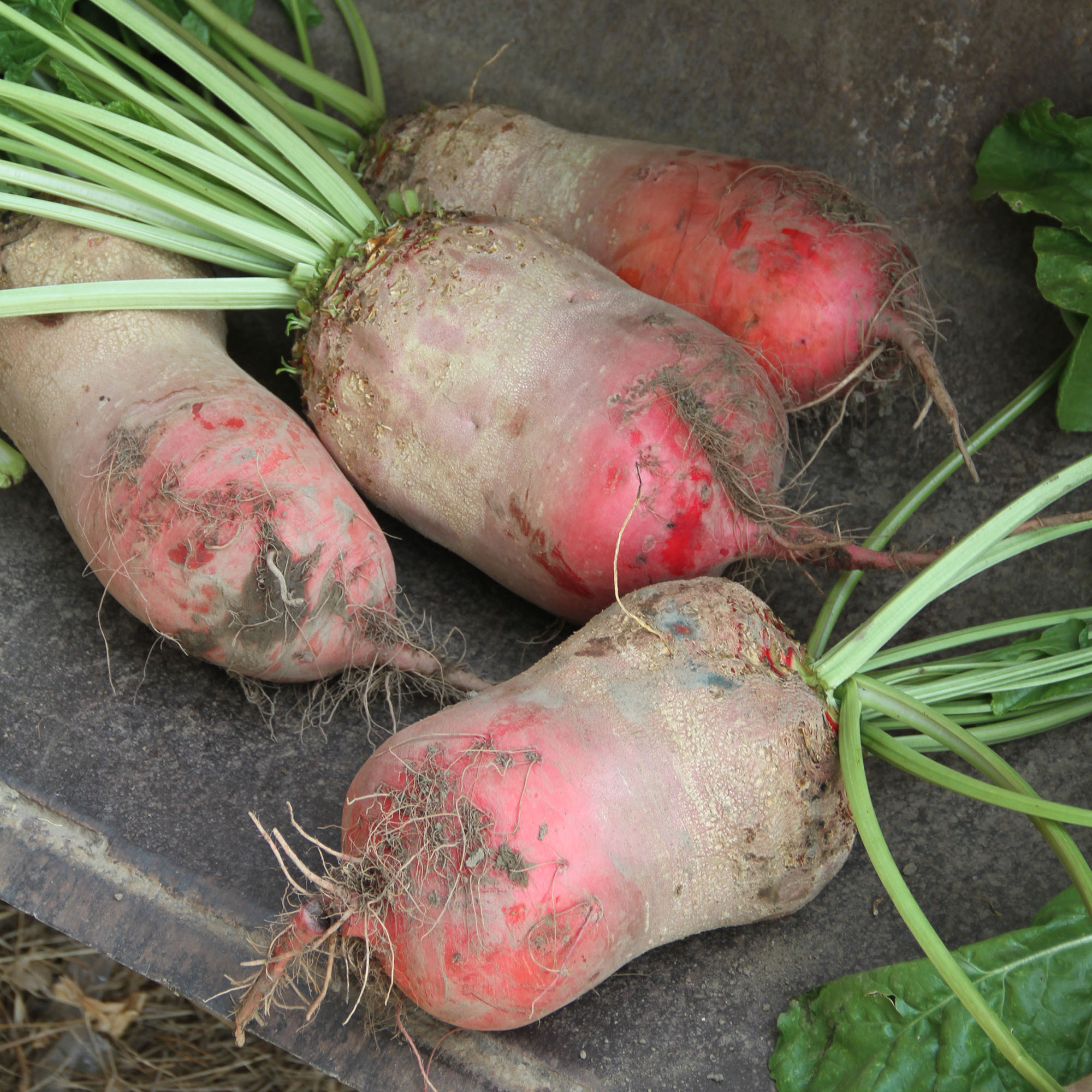 Red Mammoth Mangel Beet Seeds - 5 LB Bulk ~120,000 - Farm & Garden - Buy Non-GMO Beta vulgaris Farm & Gardening Seeds Online