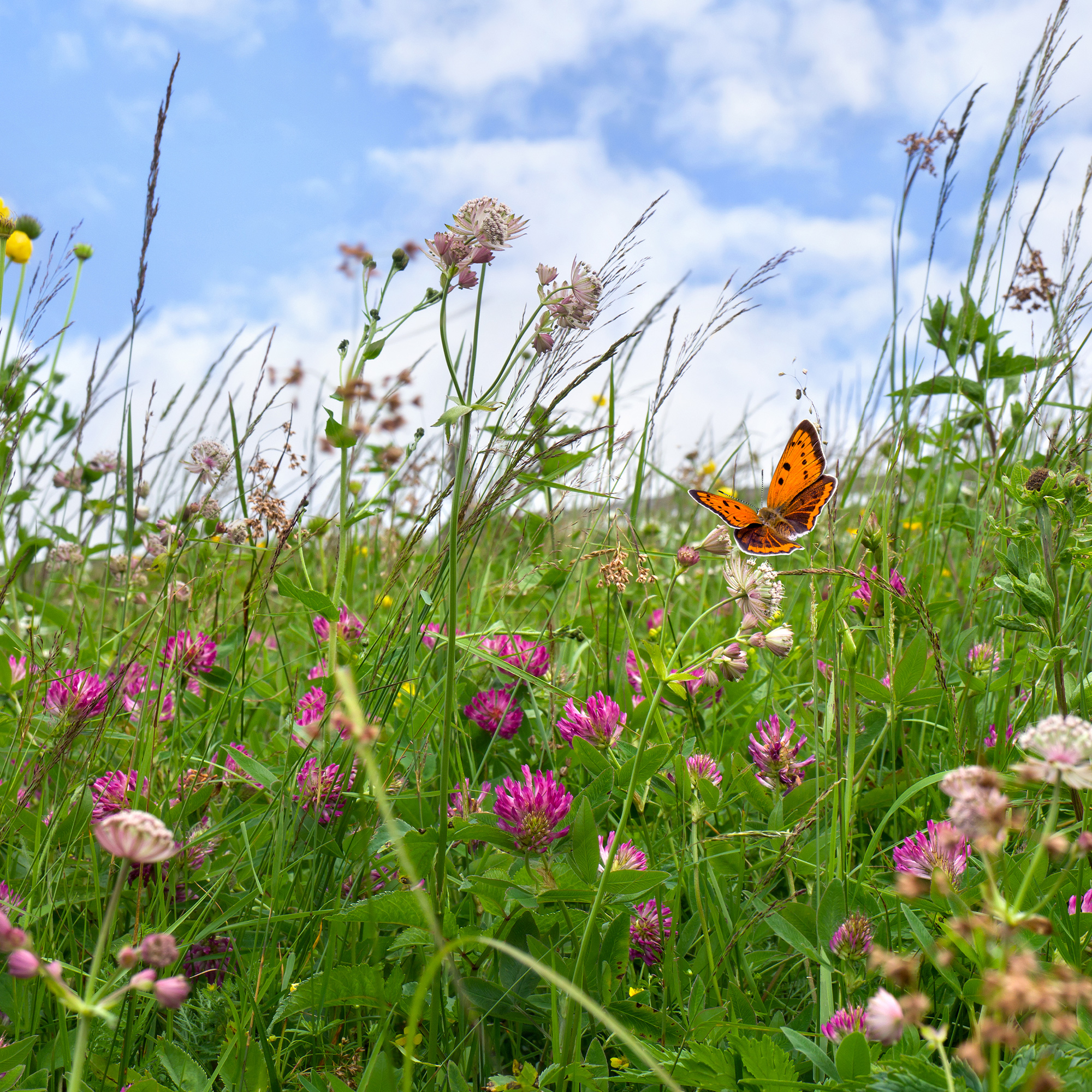 Groundcover - Grass and Flower Pollinator Field Mix - 1 Lb - Mix of Clovers, Grasses & Flowers - Attract Beneficial Bugs - Pastu