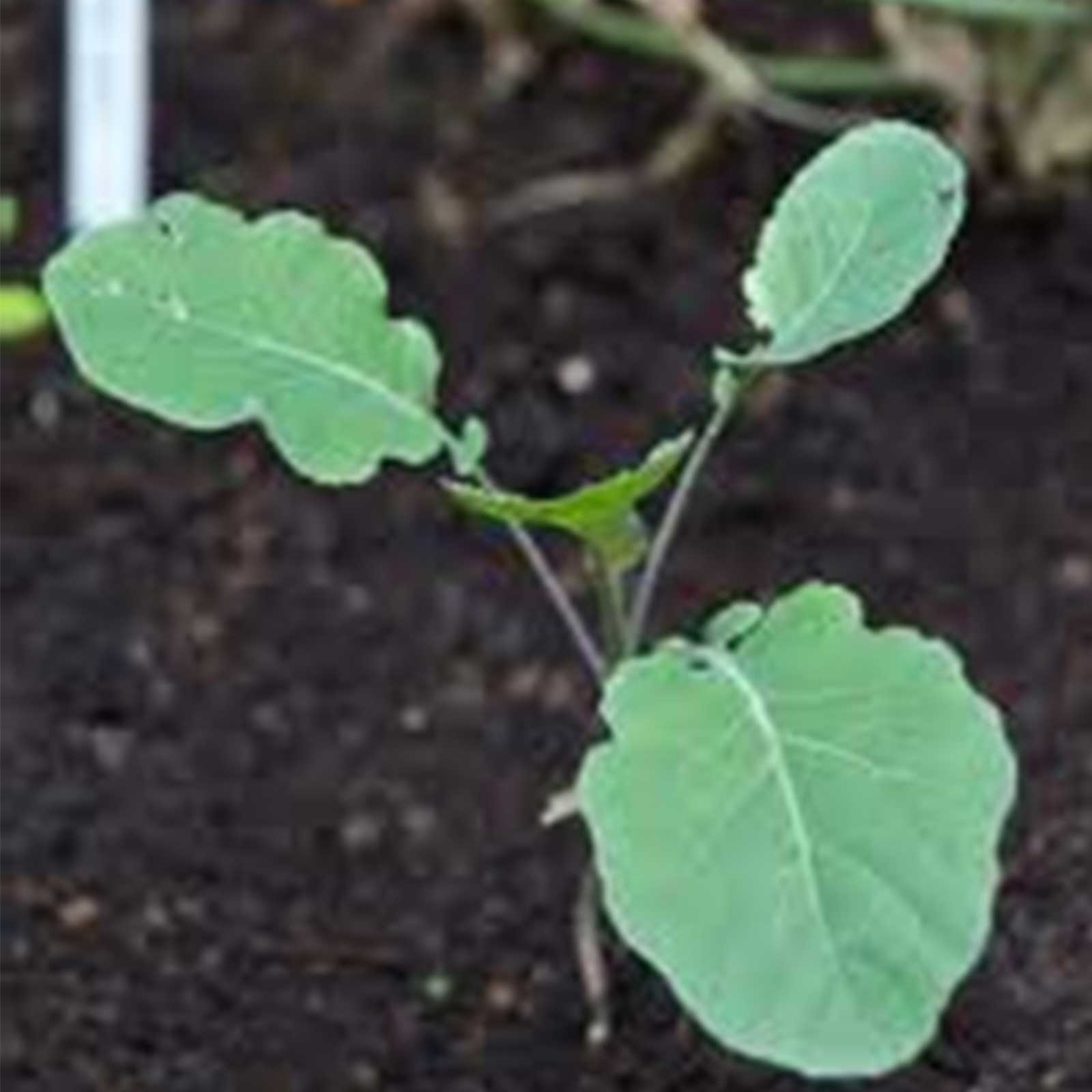 Early Purple Sprouting Broccoli - 1 g ~250-350 Seeds - Heirloom, Farm - Buy Non-GMO Brassica oleracea var. italica Farm & Garden