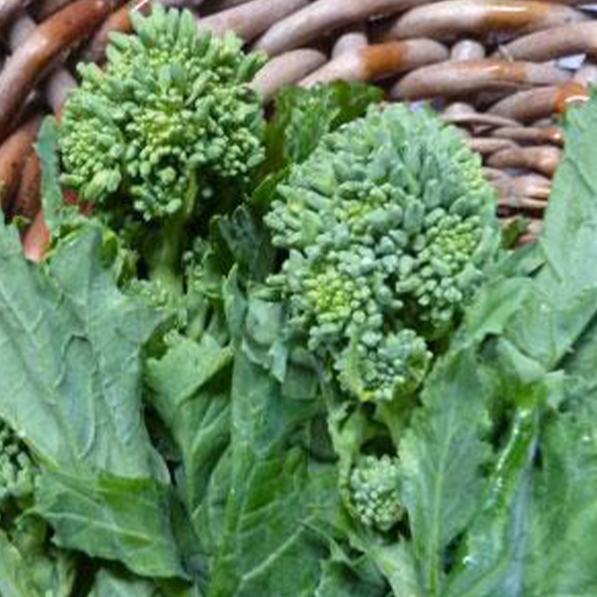 Spring Raab Rapini Broccoli - 1 g ~300 Seeds -Heirloom - AKA: Asparago - Buy Non-GMO Brassica rapa ruvo Farm & Gardening Seeds O