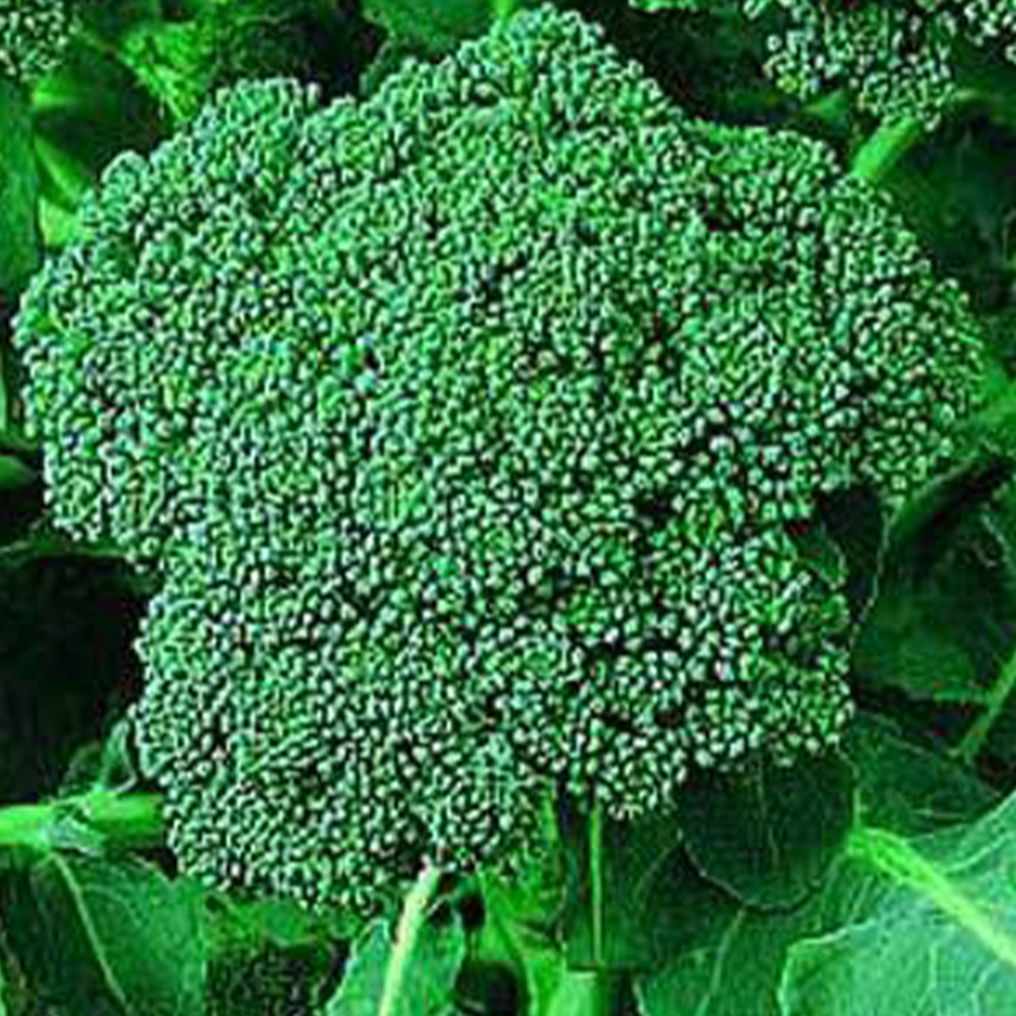 Organic Di Cicco Broccoli -5 LB ~720,000 Seeds -Gardening, Microgreens - Buy Non-GMO Brassica oleracea var. italica Farm & Garde