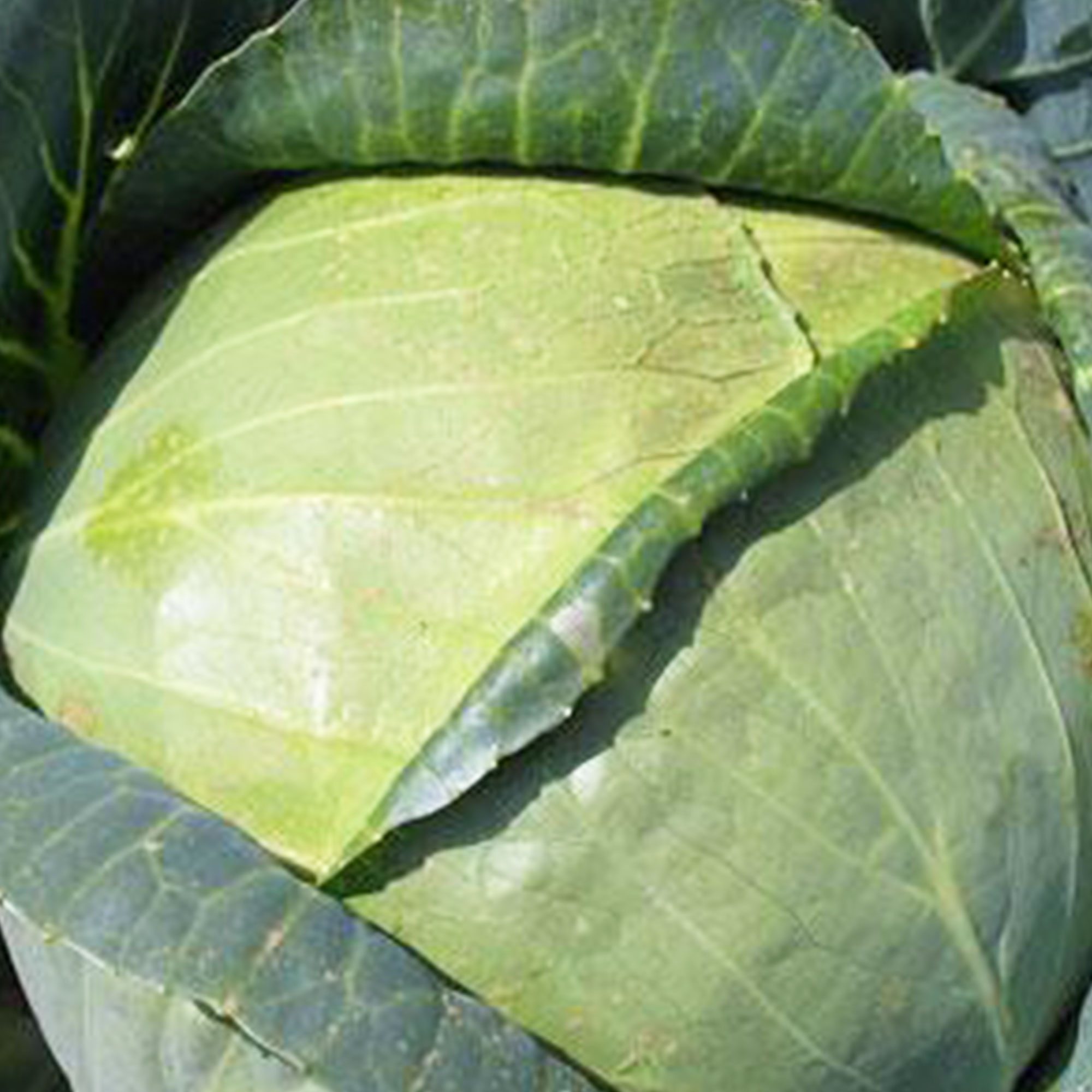 All Seasons Cabbage 1 g ~300 Seeds - Heirloom, Non-GMO Vegetable - Buy Non-GMO Brassica oleracea var. capitata Farm & Gardening 