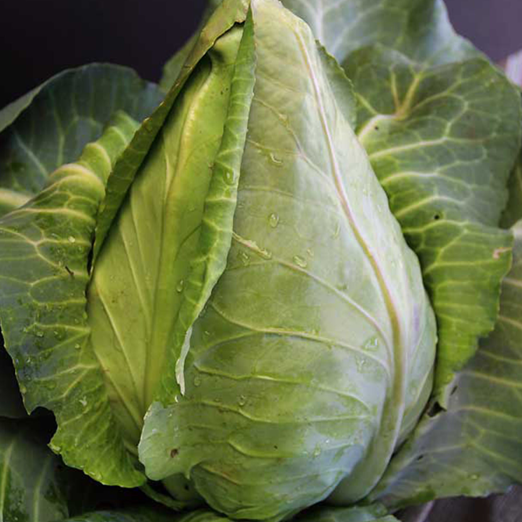 Charleston Wakefield Cabbage Seeds - 5 LB Bulk~520,000 Seeds - Garden - Buy Non-GMO Brassica oleracea var. capitata Farm & Garde
