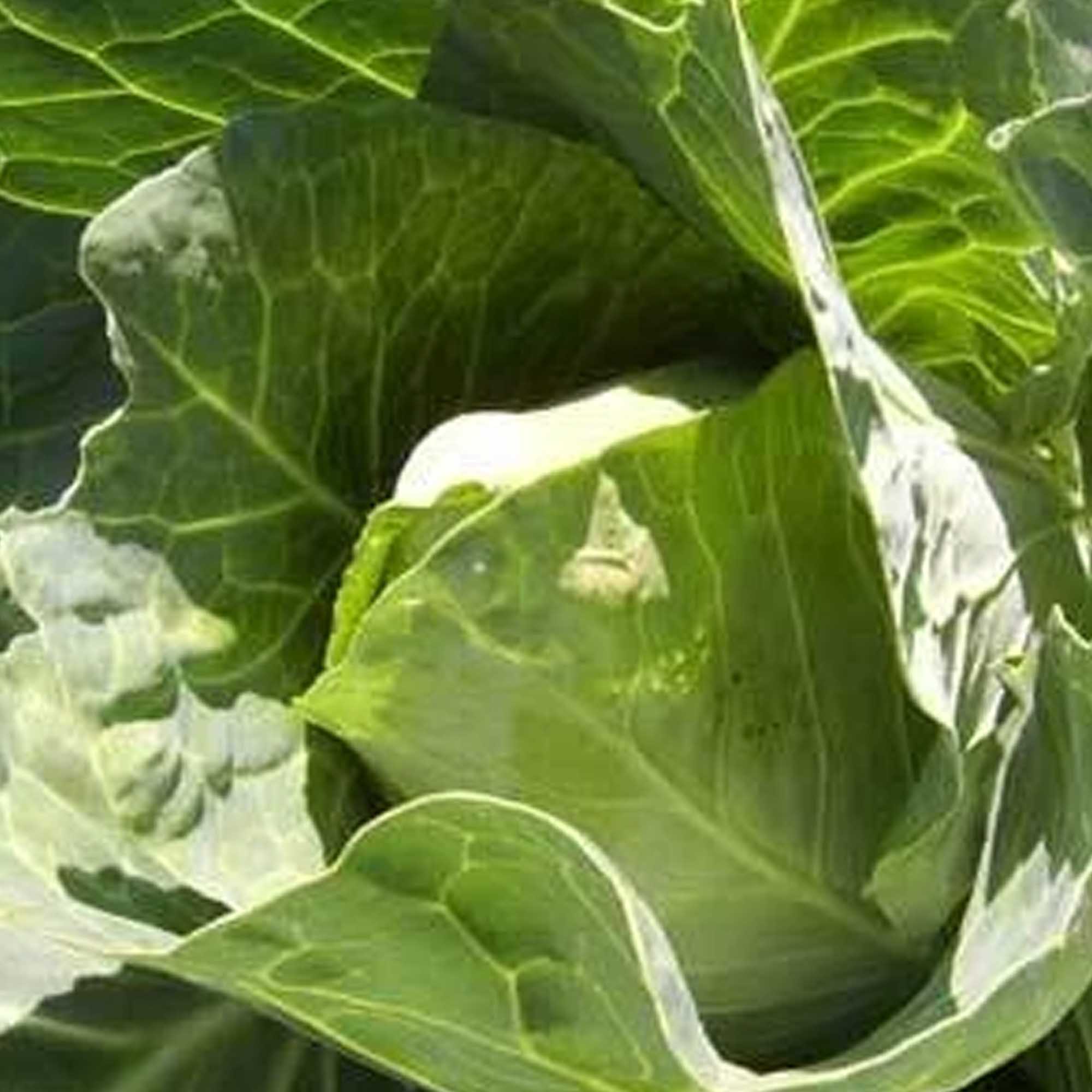 Early Jersey Wakefield Cabbage Seeds 5 LB Bulk ~520,000 - Gardening - Buy Non-GMO Brassica oleracea var. capitata Farm & Gardeni
