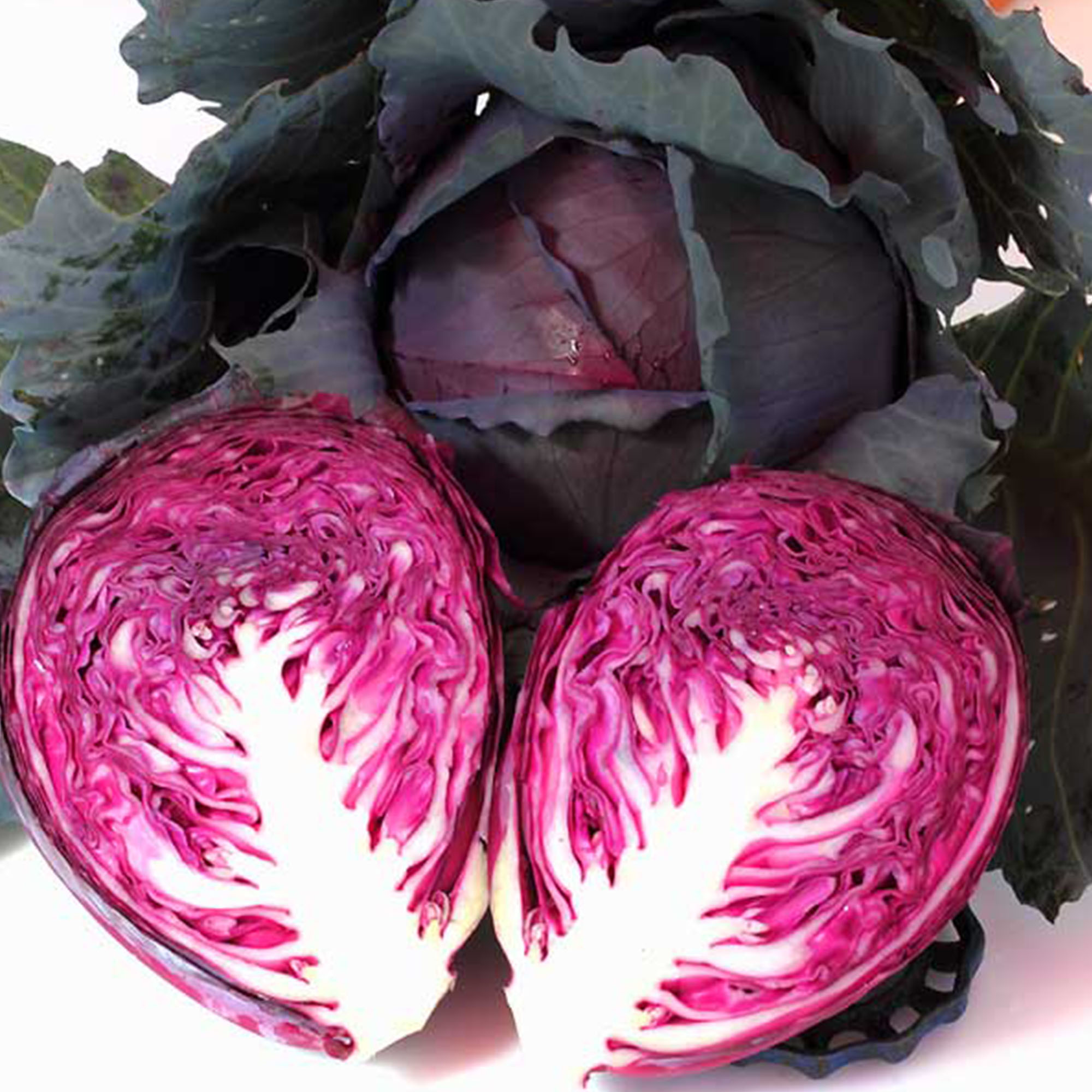 Organic Red Acre Cabbage Seeds - 1/4 LB Bulk ~26,000 - Microgreens - Buy Non-GMO Brassica oleracea var. capitata Farm & Gardenin