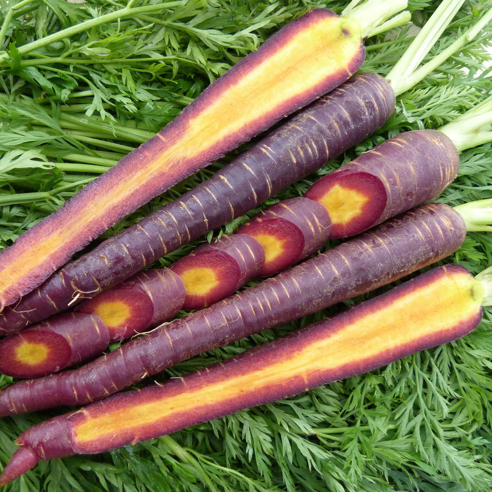 Organic Cosmic Purple Carrot Seeds - 500 mg ~350 - Heirloom, Gardening - Buy Non-GMO Daucus carota var. sativus Farm & Gardening