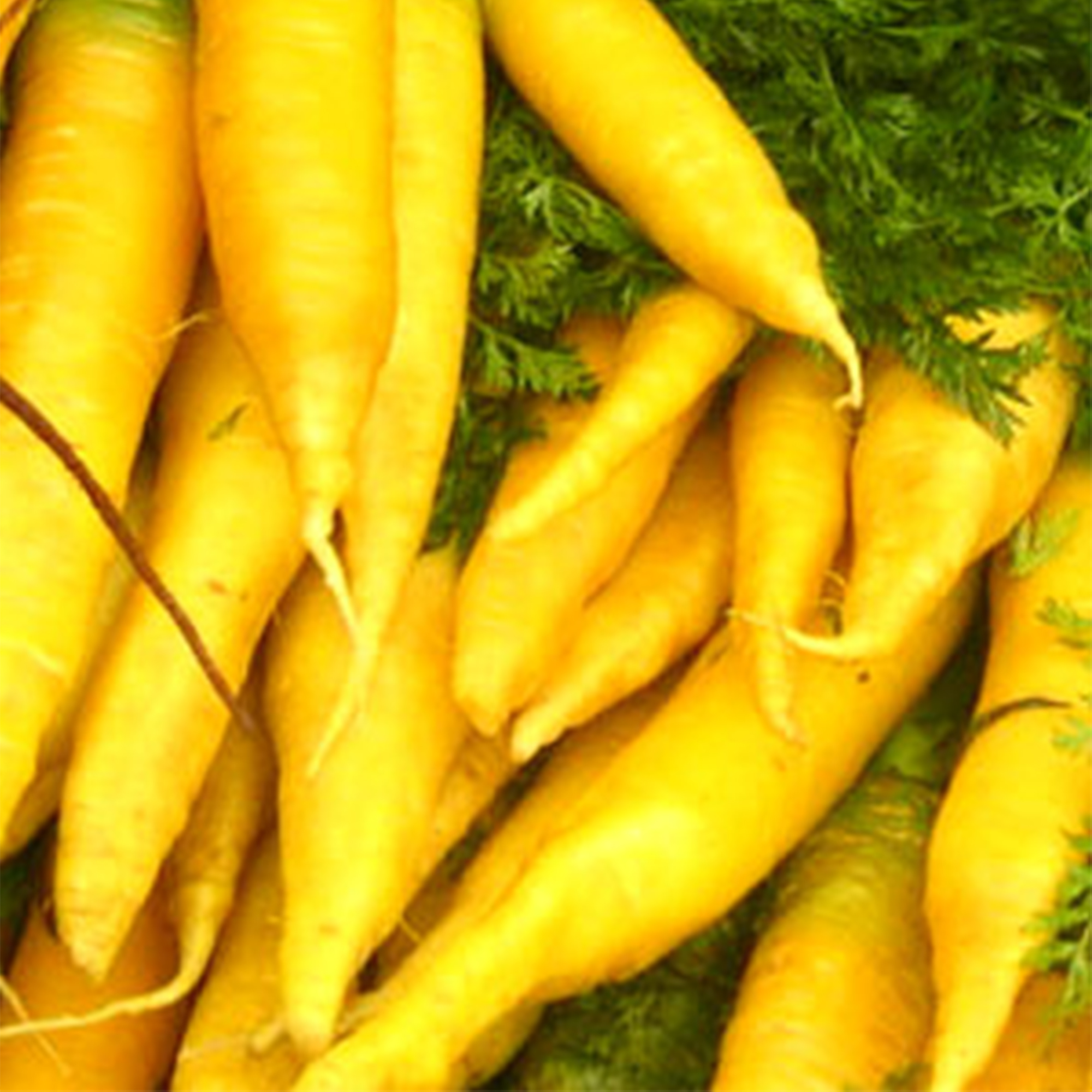 Organic Solar Yellow Carrot Seeds - 500 mg ~350 - Heirloom, Non-GMO - Buy Non-GMO Daucus carota var. sativus Farm & Gardening Se