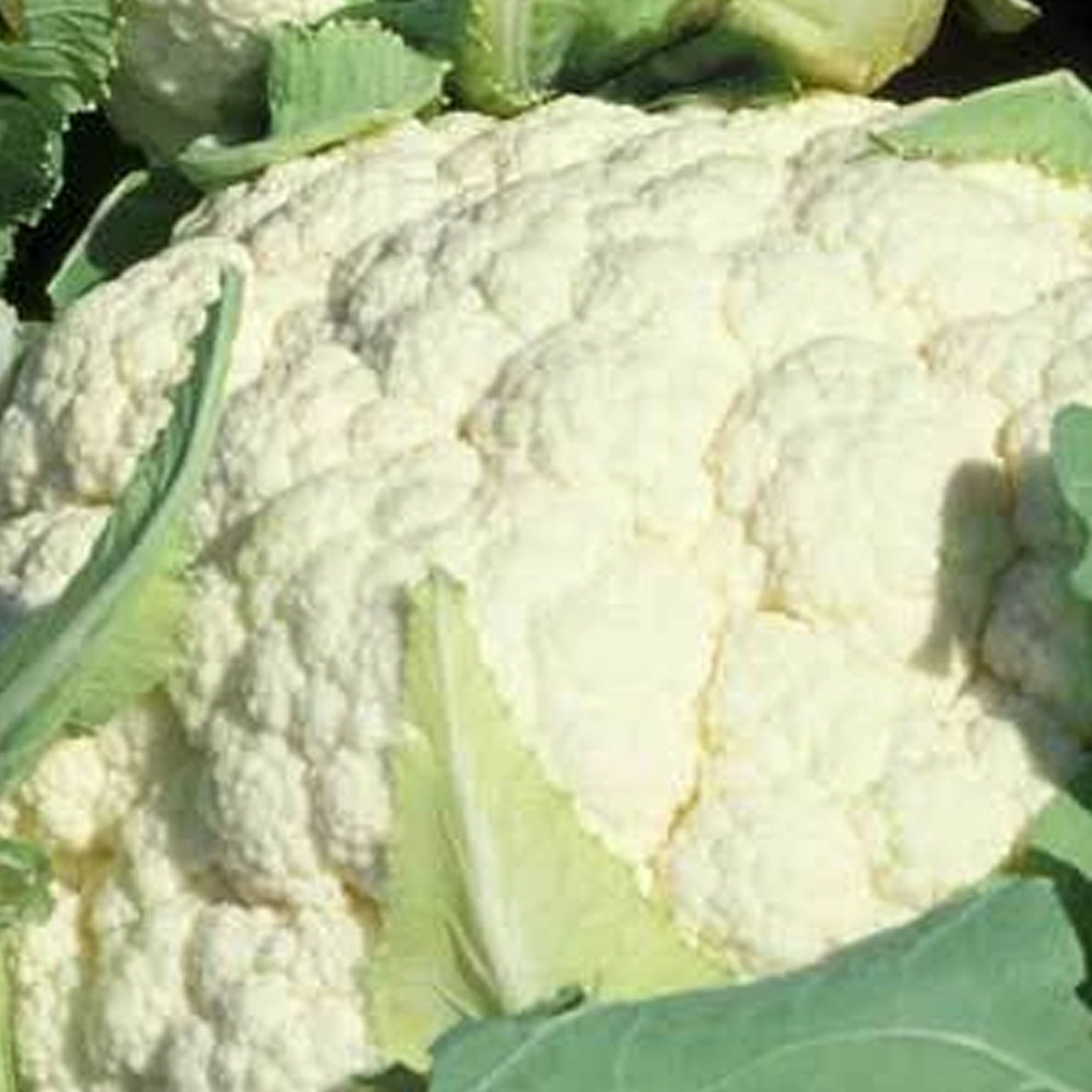 Organic Snowball Y Improved Cauliflower Seeds - 500 mg ~150 -Garden - Buy Non-GMO Brassica oleracea var. botrytis Farm & Gardeni