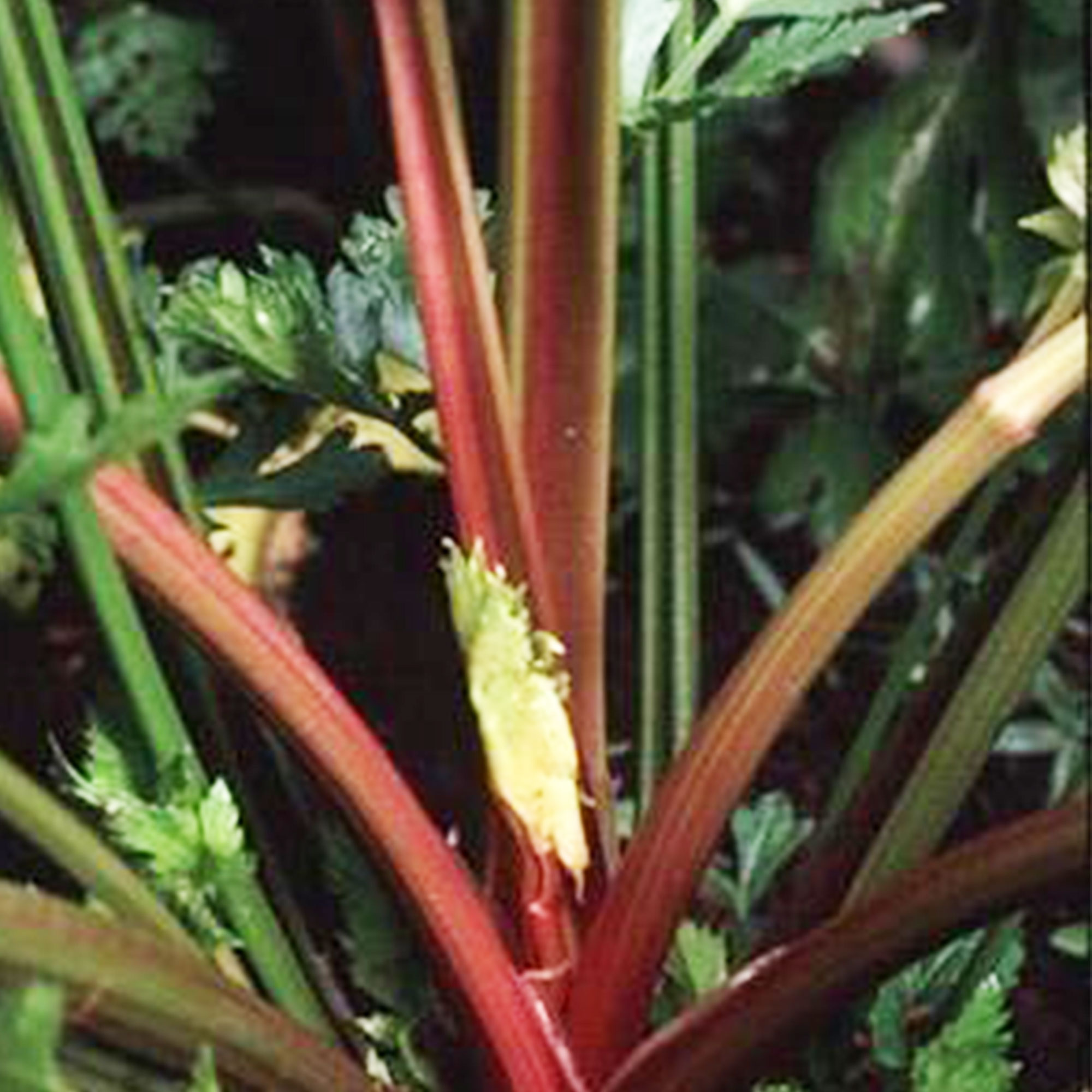 Organic Redventure Celery Seeds - 500 Mg ~1,000 - Heirloom, Gardening - Buy Non-GMO Apium graveolens var. dulce Farm & Gardening