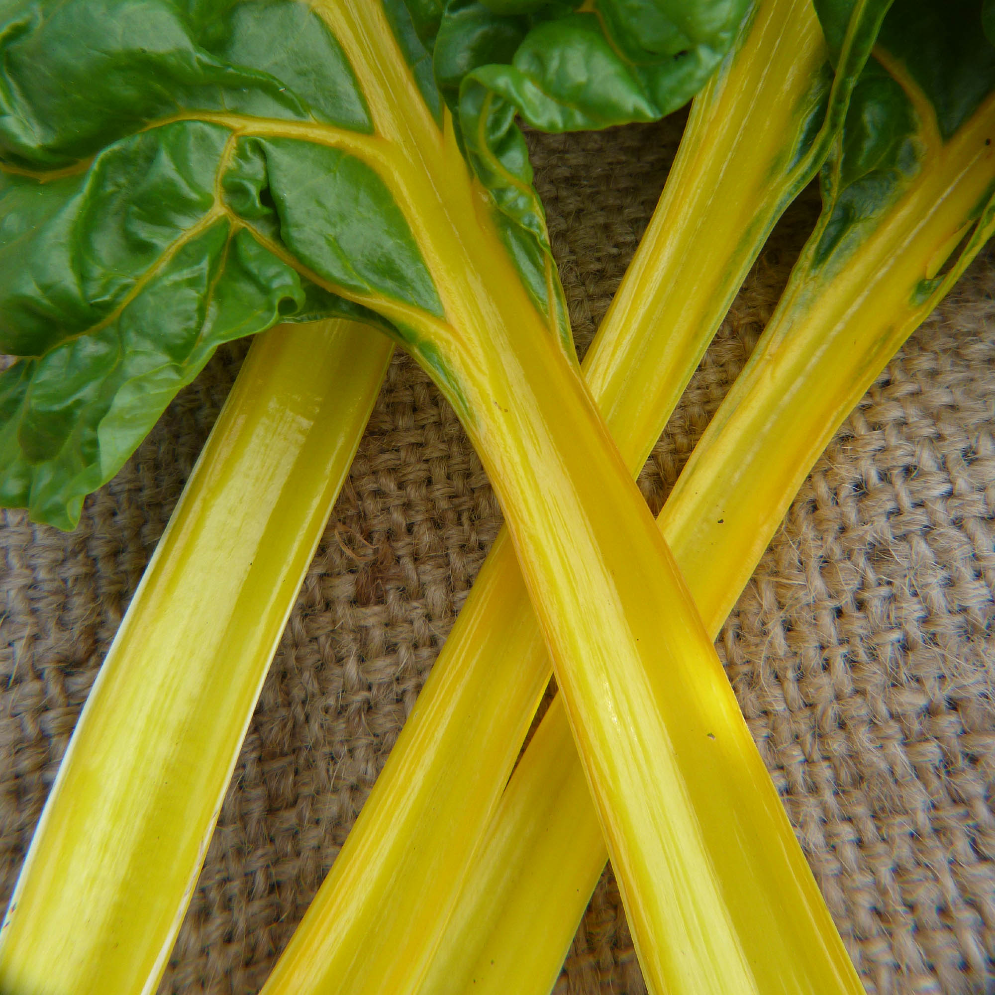 Organic Canary Yellow Swiss Chard - 1 OZ ~1,540 Seeds, Organic, Garden - Buy Non-GMO Beta vulgaris subsp. cicla Farm & Gardening
