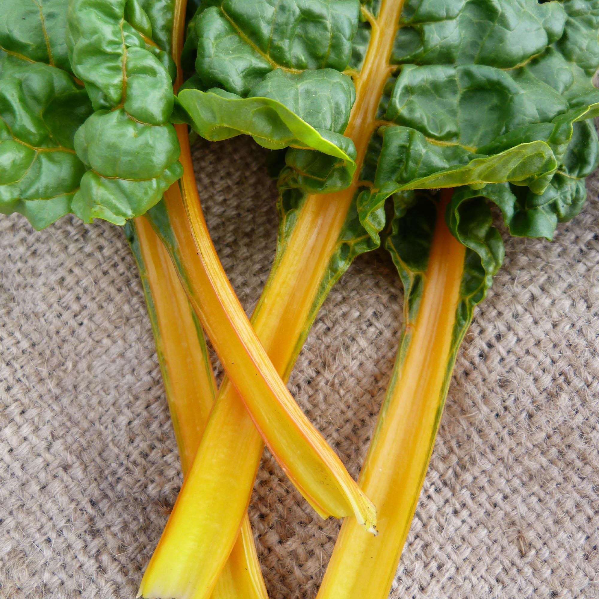 Organic Oriole Orange Swiss Chard - 1/4 LB ~6,000 Seeds - Micro Greens - Buy Non-GMO Beta vulgaris subsp. cicla Farm & Gardening