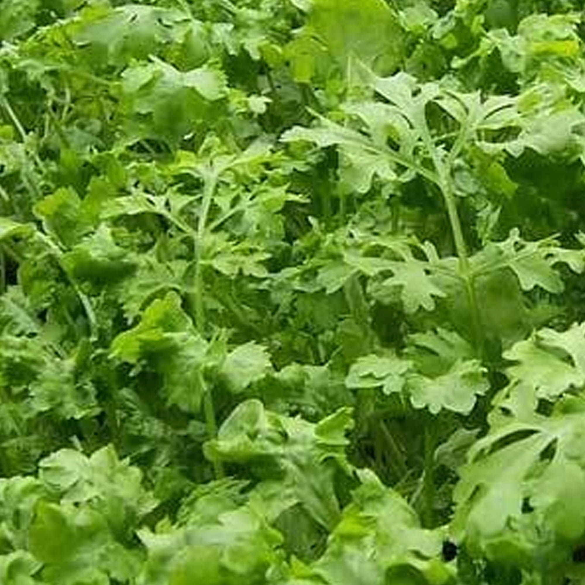 Oasis Chicory - 1/4 LB Bulk ~24,000 Seeds - Open Pollinated Gardening - Buy Non-GMO, Open Pollinated Seeds Online - Best Seed Su