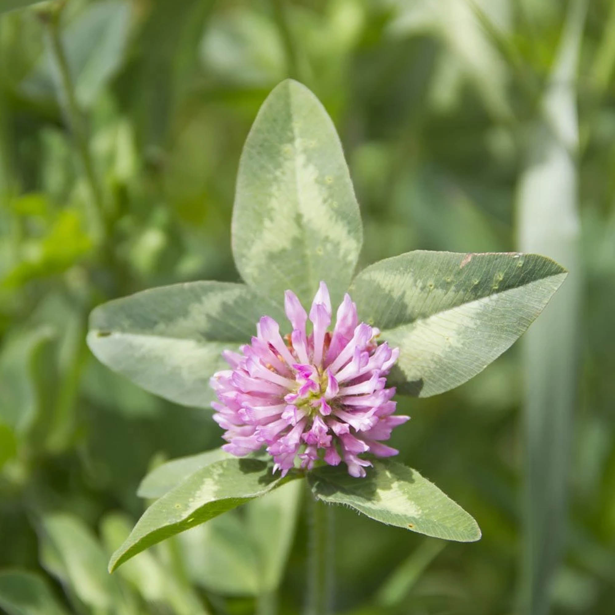 Organic Alsike Clover - 5 LB Bulk ~1,250,000 - Organic Forage Seeds - Farm & Garden Spring, Fall Winter Covercrop - Gardening