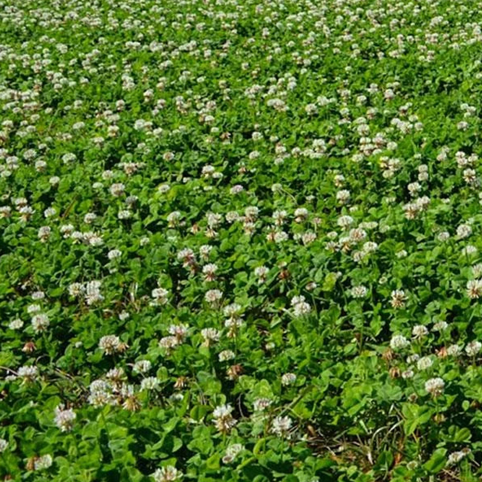 New Zealand Clover - 5 LB Bulk ~3,750,000 - Erosion Control Seeds - Buy Non-GMO Trifolium repens Farm & Gardening Seeds Online