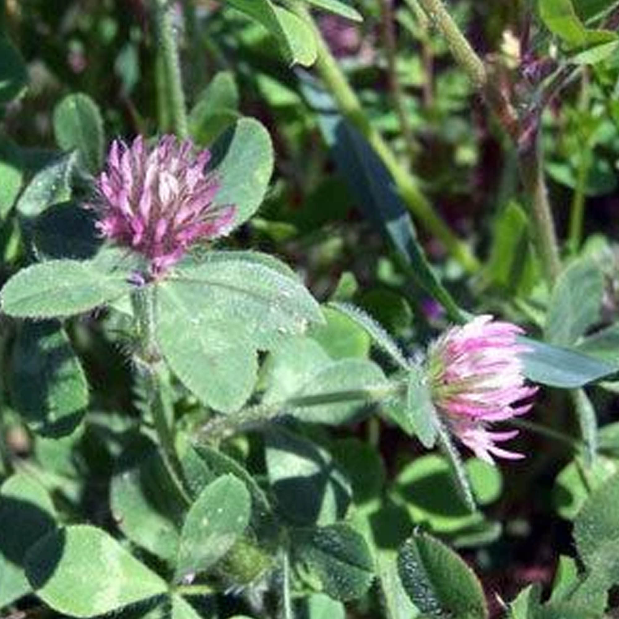 Hykon Rose Clover - 5 LB Bulk ~1,350,000 Seeds - Annual - Cover Crop - Farm & Gardening - Fall & Winter Covercrop - Soil Rehab