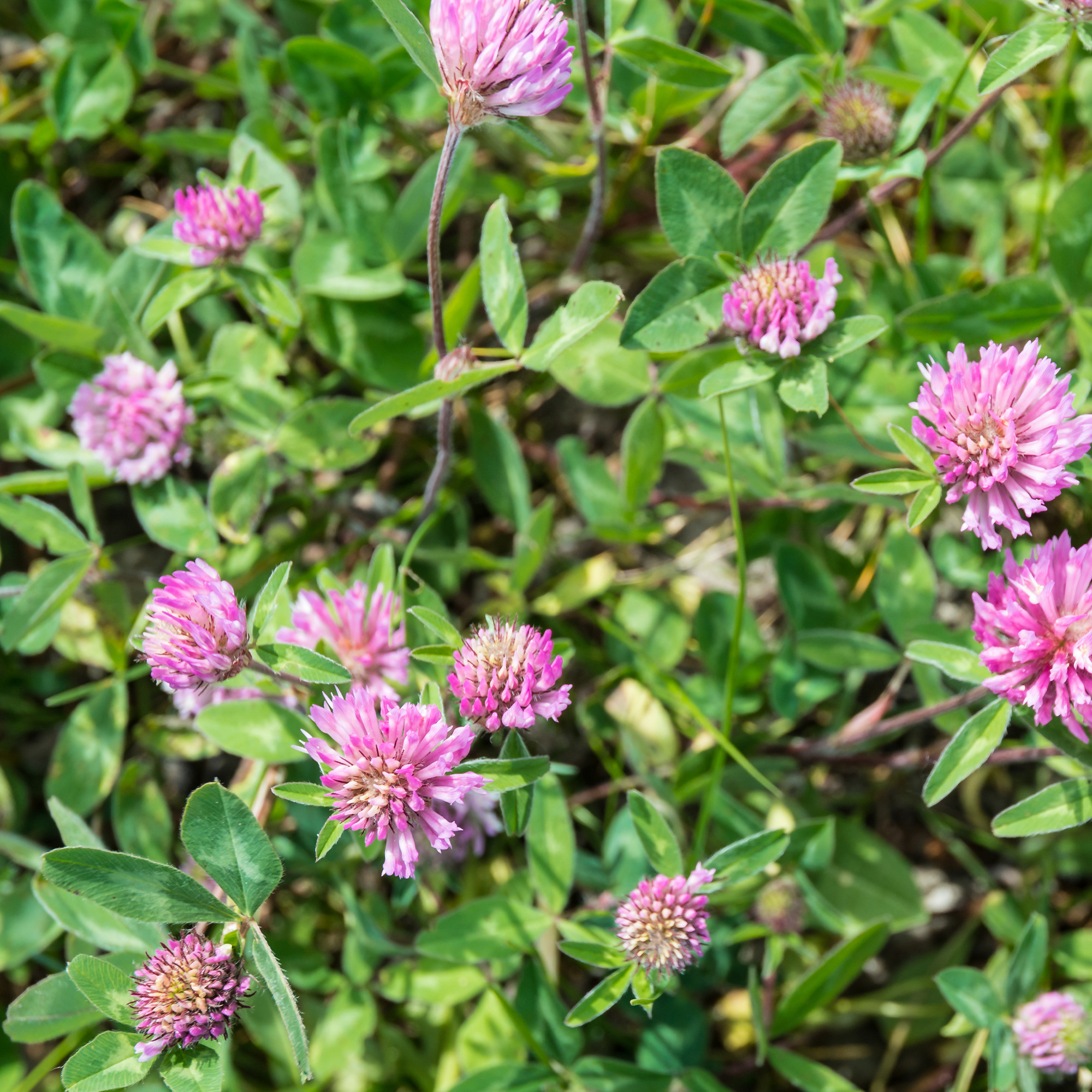 Strawberry Clover - 1 LB ~270,000 Seeds - Hay, Silage, Green Manure - Buy Non-GMO Trifolium incarnatum Farm & Gardening Seeds On