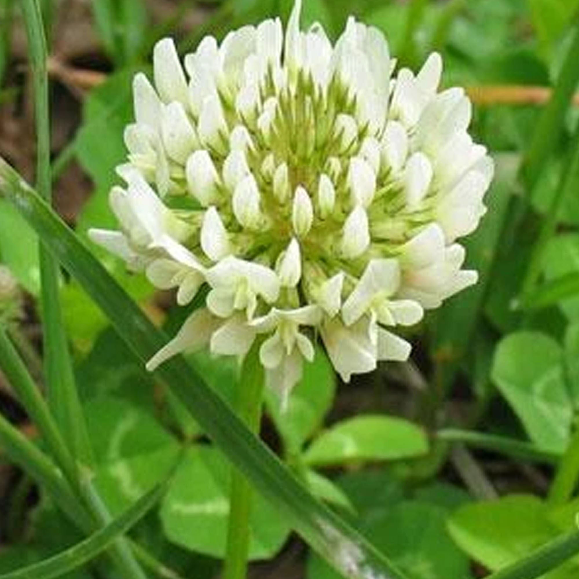 White Dutch Clover 25 LB ~6,400,000 Seeds - Farm & Garden Cover Crop - Buy Non-GMO Trifolium repens Farm & Gardening Seeds Onlin