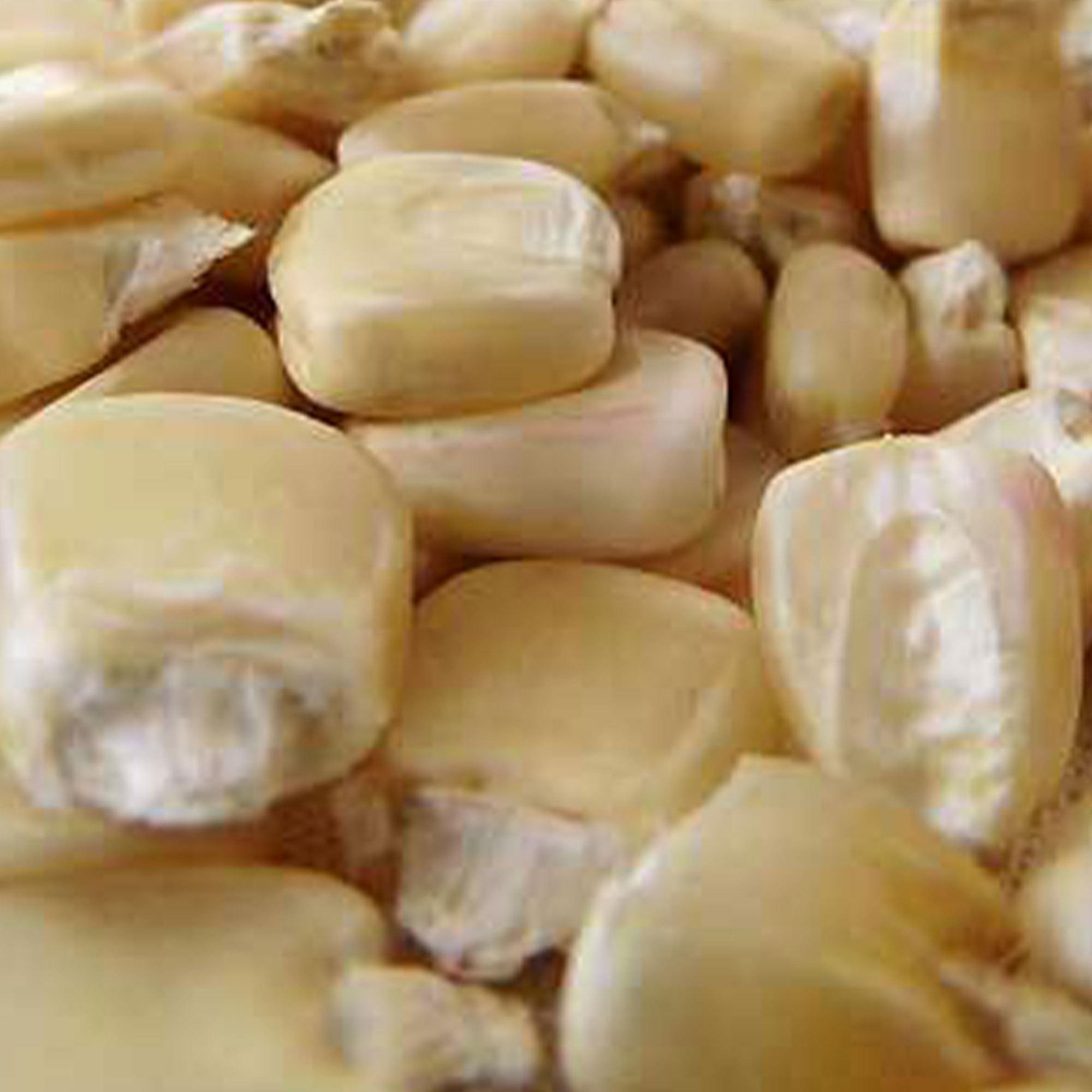 Boone County White Corn Seeds 5 LB ~12,000 - Non-GMO, Heirloom, Garden - Buy Non-GMO, Open Pollinated Seeds Online - Best Seed S