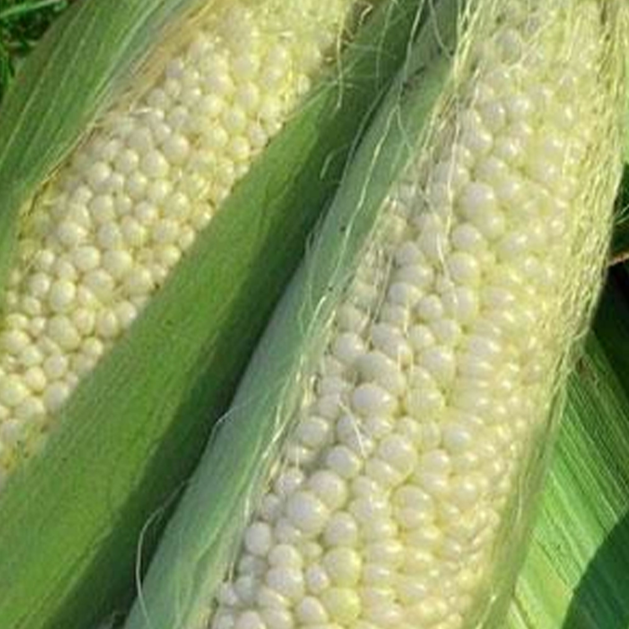 Country Gentleman Corn Seeds - 5 LB ~14,000 Seeds - Open Pollinated - Buy Non-GMO Zea mays Farm & Gardening Seeds Online
