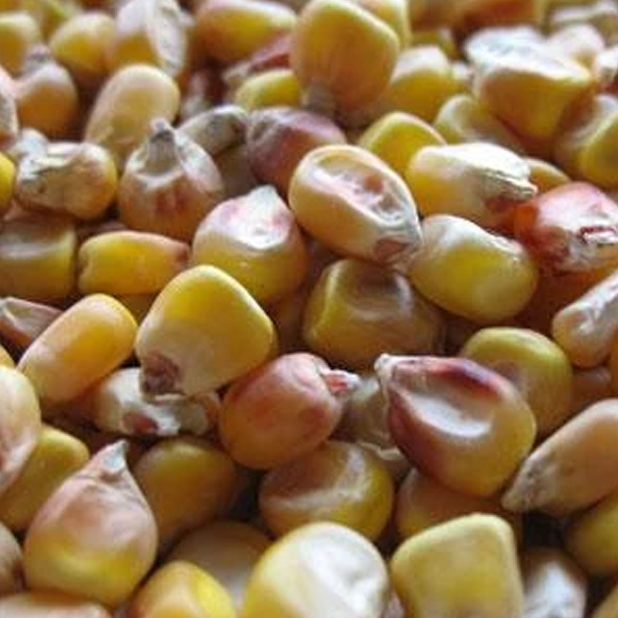 Lancaster Sure Crop Corn 5 LB ~7,000 Seeds - Open Pollinated, Farm - Buy Non-GMO, Open Pollinated Seeds Online - Best Seed Suppl
