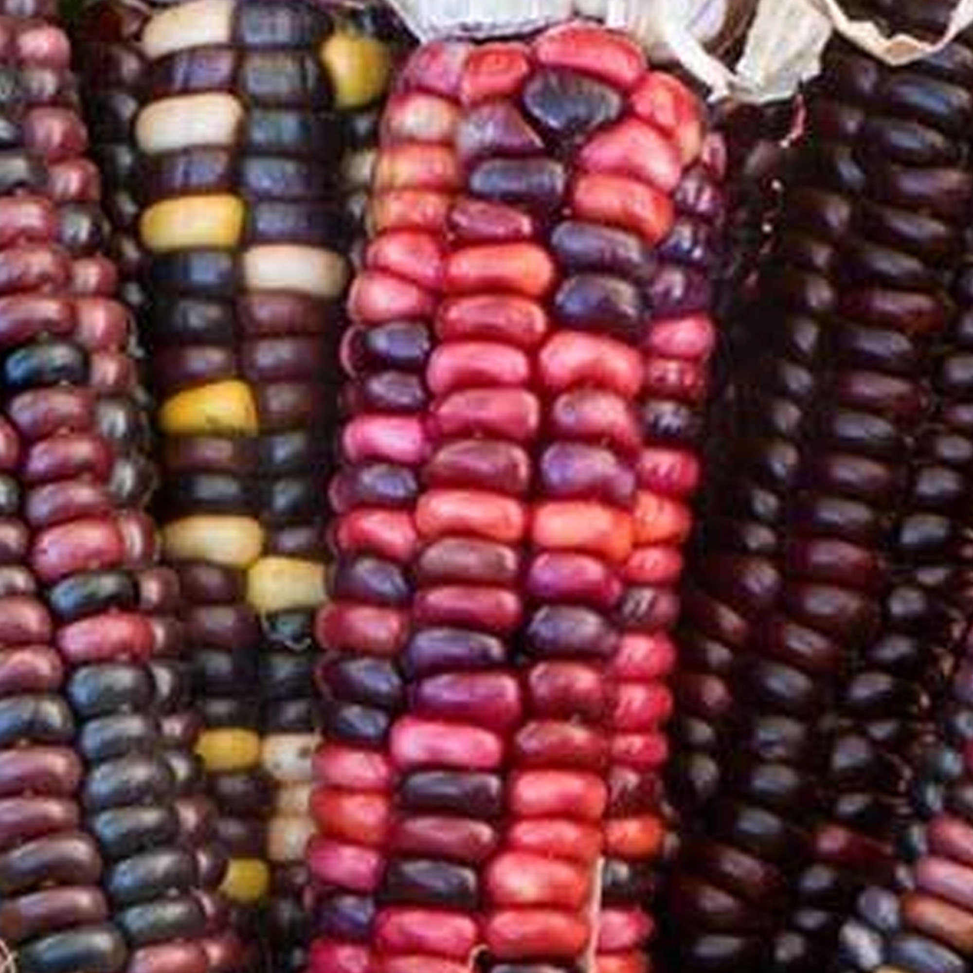 Organic Painted Mountain Corn - 5 LB Bulk ~12,000 Seeds - Heirloom - Buy Non-GMO, Open Pollinated Seeds Online - Best Seed Suppl