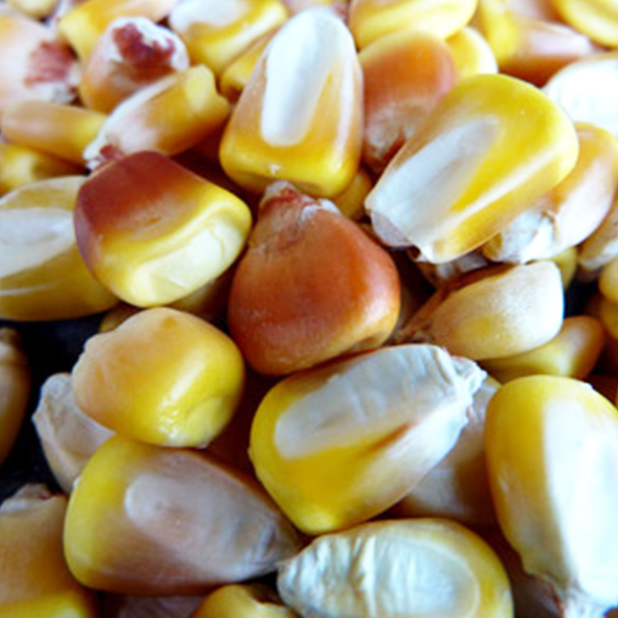 Truckers Favorite Yellow Corn Seeds - 5 LB ~6,400- Vegetable Gardening - Buy Non-GMO Zea mays Farm & Gardening Seeds Online
