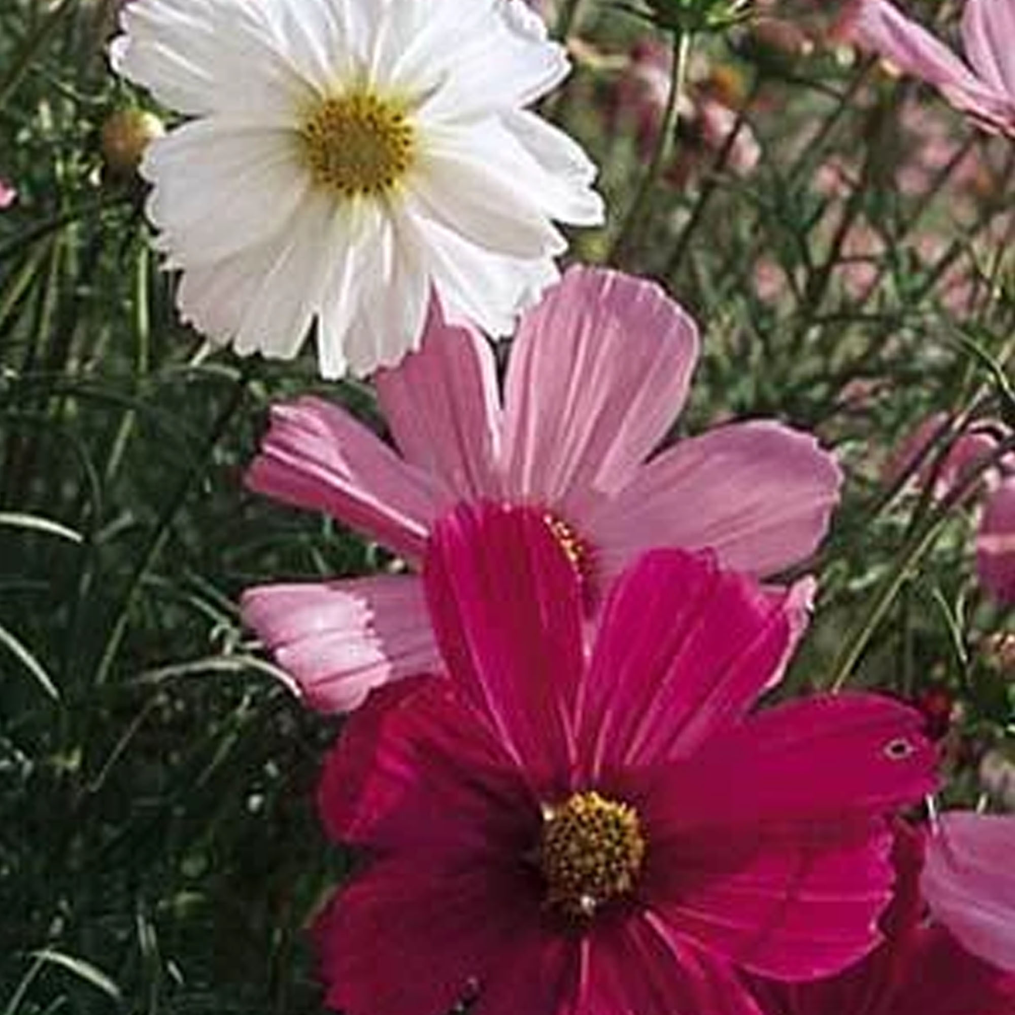 Cosmos Sensation Mix - 1 LB Bulk ~80,000 - Flower - Cosmos bipinnatus - Buy Non-GMO Cosmos bipinnatus Farm & Gardening Seeds Onl