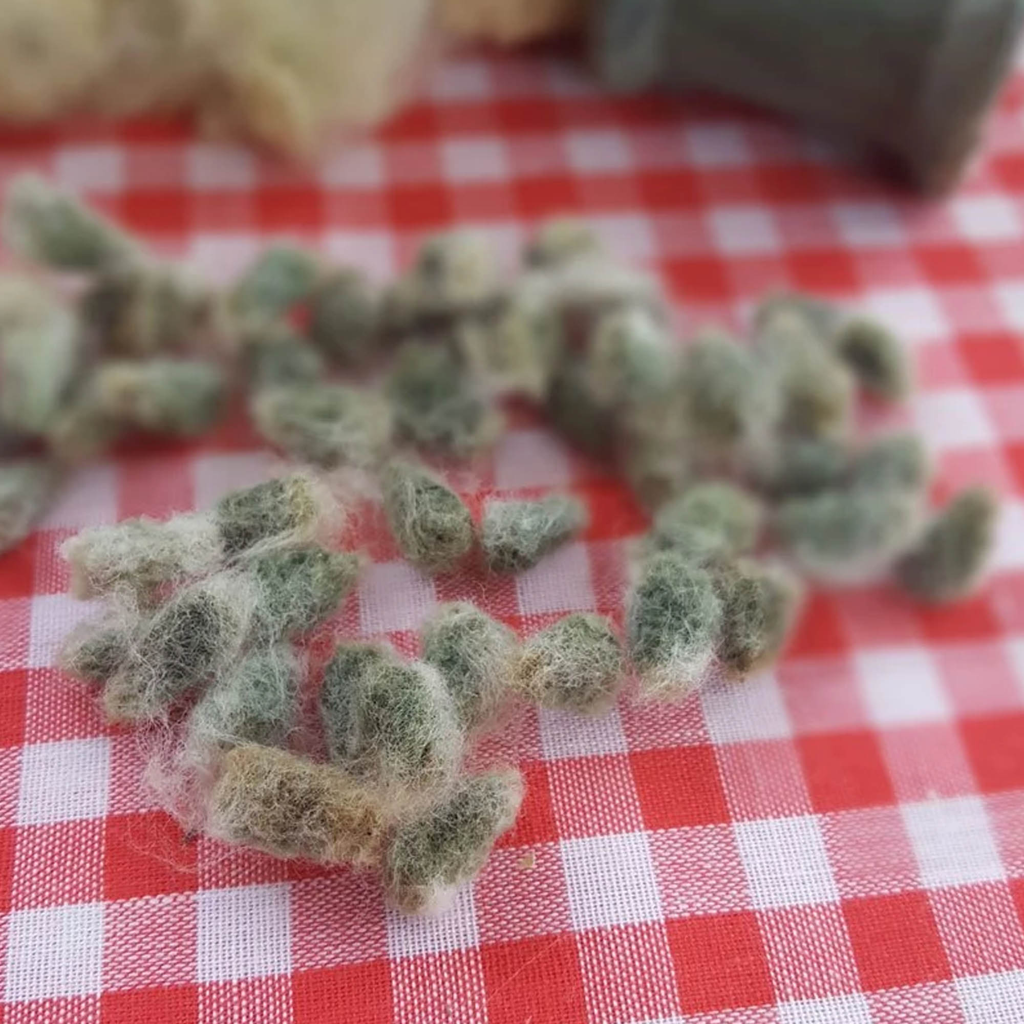 Erlenes Green Cotton Seeds - 5 Seeds - Heirloom - Open Pollinated - Buy Non-GMO Gossypium hirsutum Farm & Gardening Seeds Online