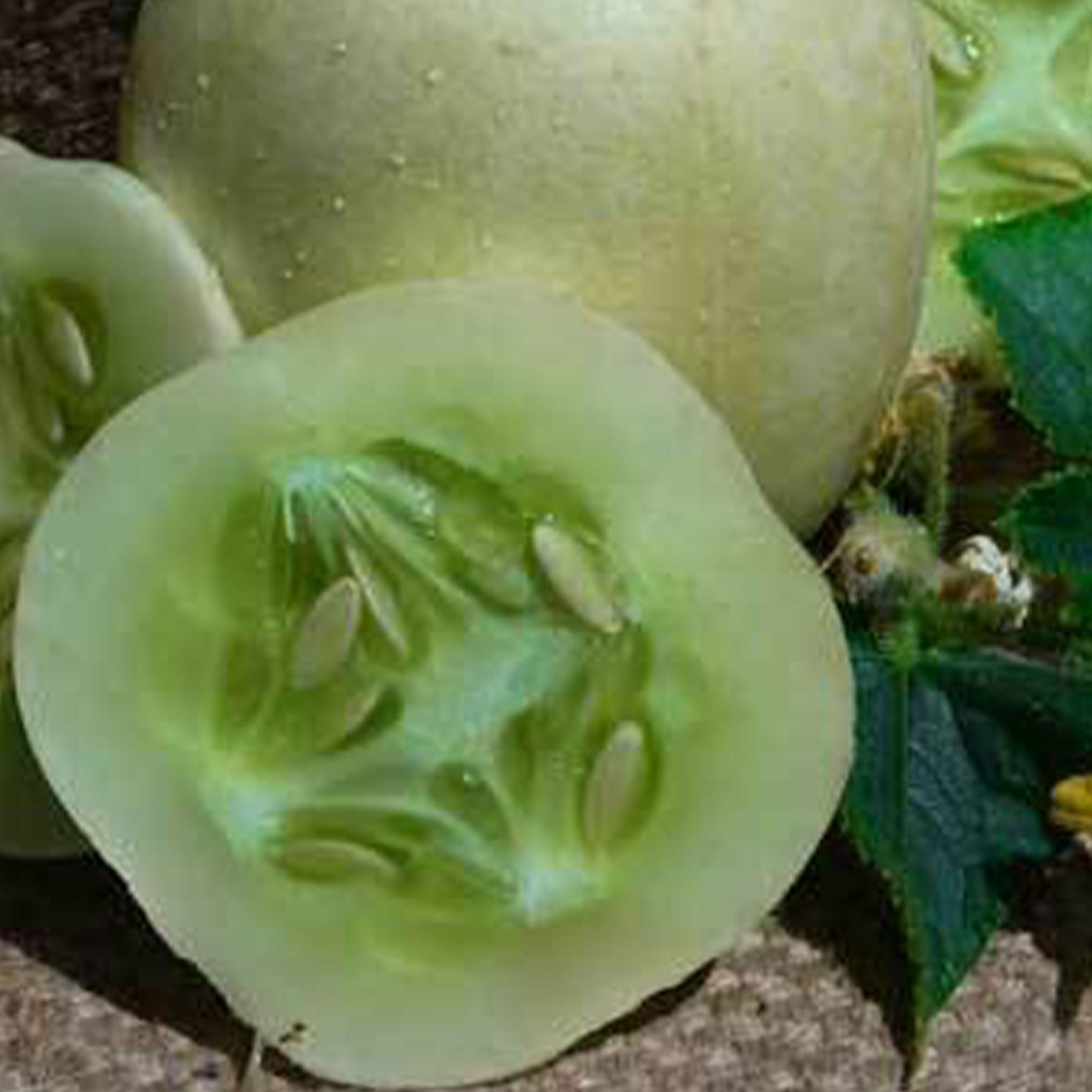 Crystal Apple Cucumber Seeds - 1 OZ ~700 - Heirloom - Farm & Garden - Buy Non-GMO Cucumis sativus Farm & Gardening Seeds Online