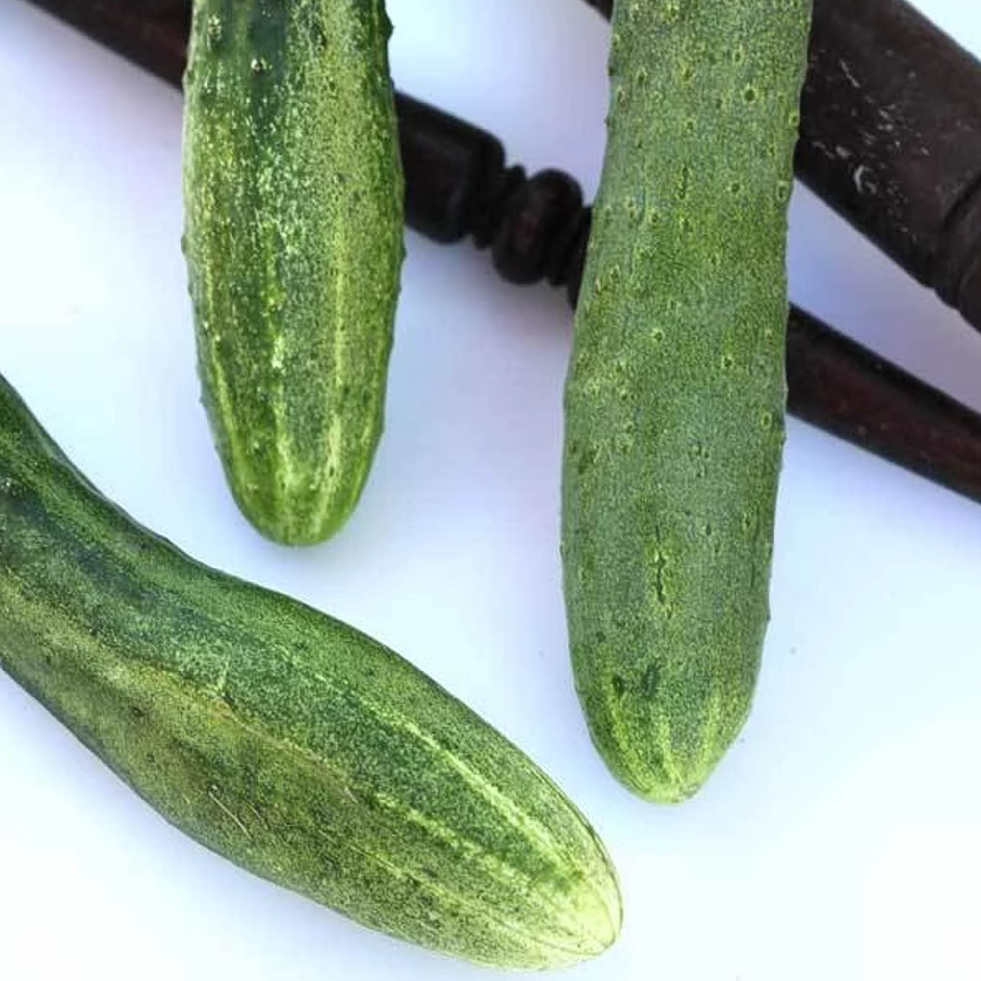 English Telegraph Cucumber Seeds - 1/4 LB Bulk ~2,800 - Non-GMO, Farm - Buy Non-GMO, Open Pollinated Seeds Online - Best Seed Su