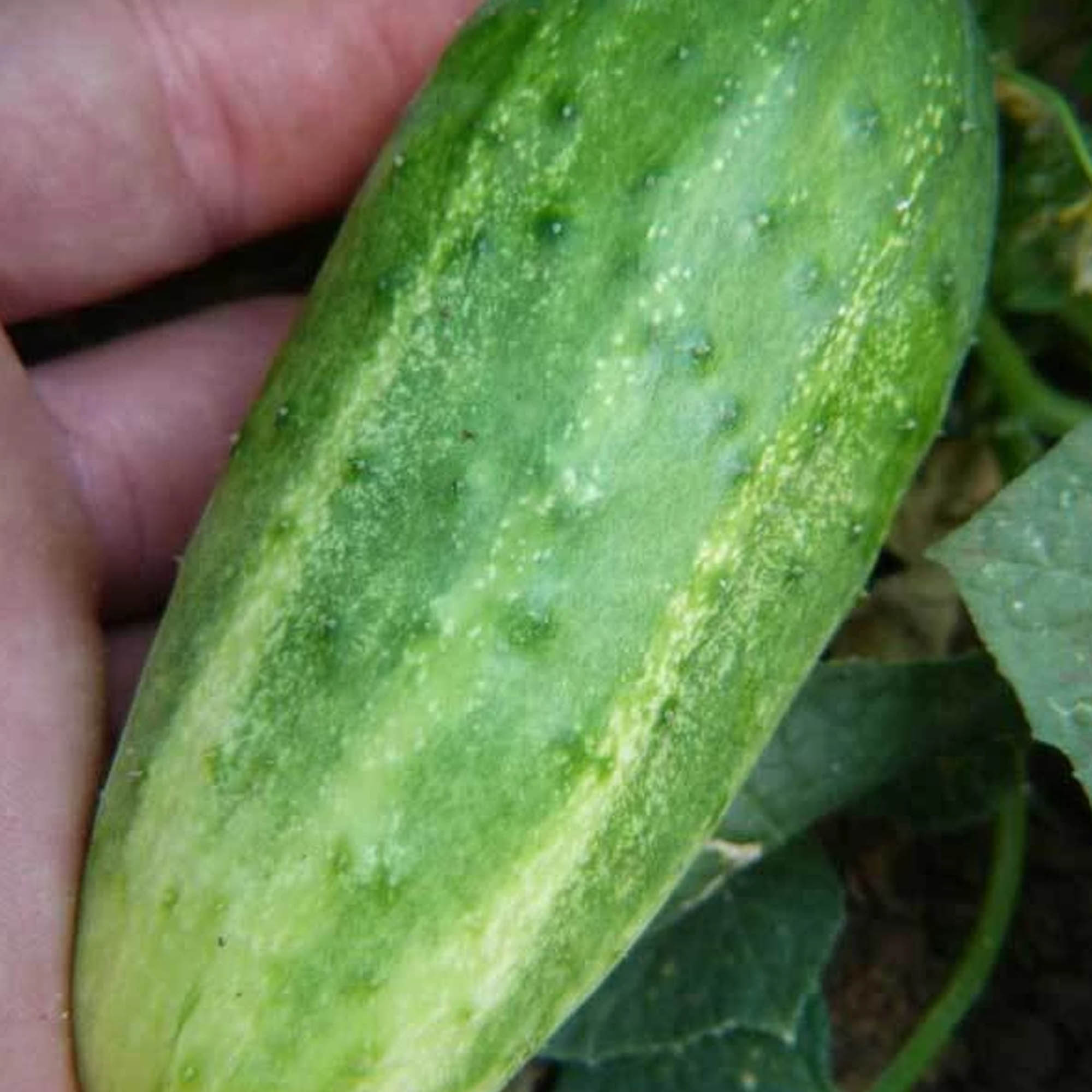 Arkansas Little Leaf Cucumber Seeds 1 OZ ~700 Seeds - Non-GMO, Garden - Buy Non-GMO, Open Pollinated Seeds Online - Best Seed Su