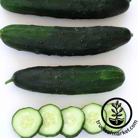 Marketmore 80 Cucumber Seeds - 1 g ~30 Seeds, Open Pollinated, Non-GMO - Buy Non-GMO, Open Pollinated Seeds Online - Best Seed S