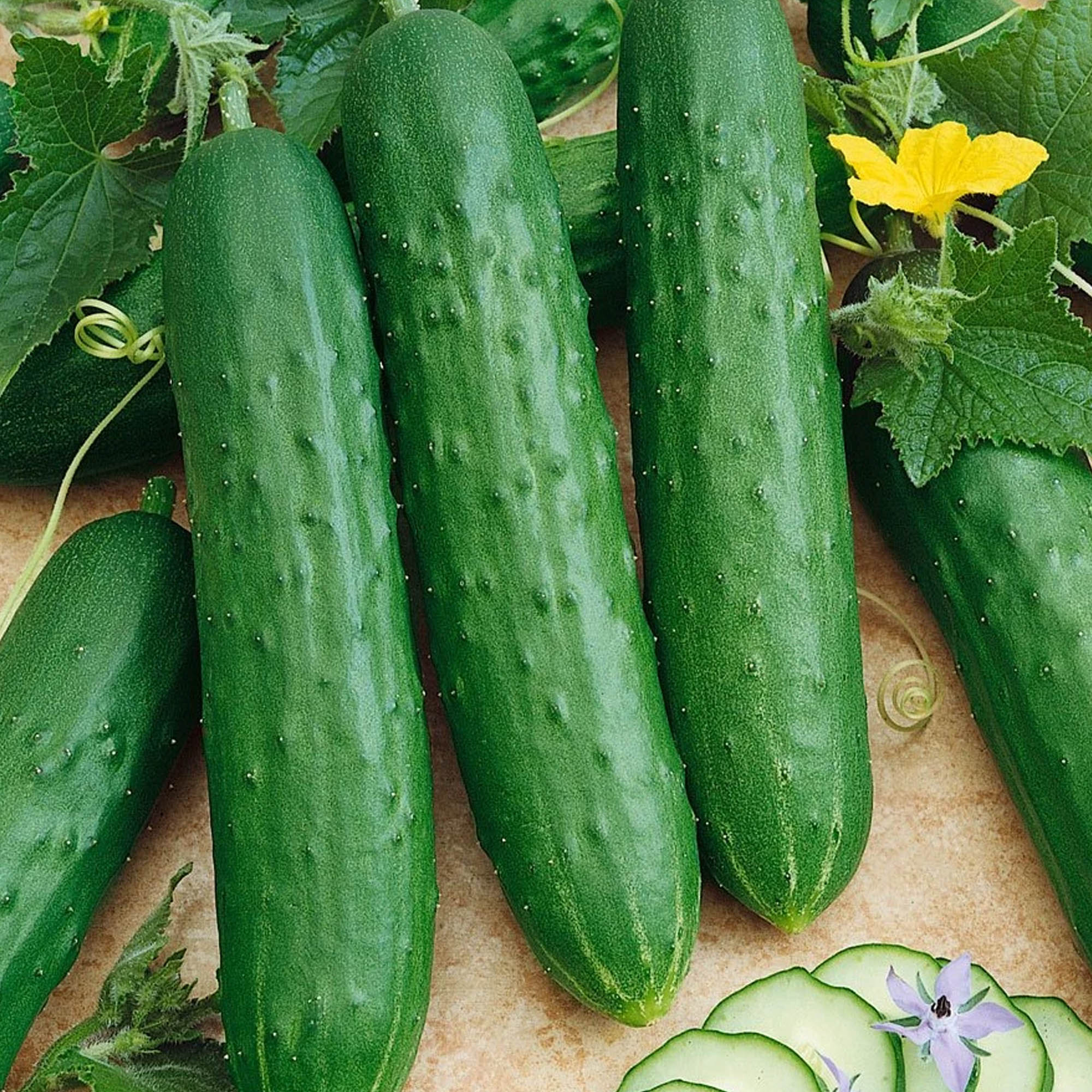 Saladmore Bush Hybrid F1 Cucumber - 1/4 LB Bulk ~2,800 Farm & Garden - Buy Non-GMO, Hybrid Seeds Online - Best Seed Supplier