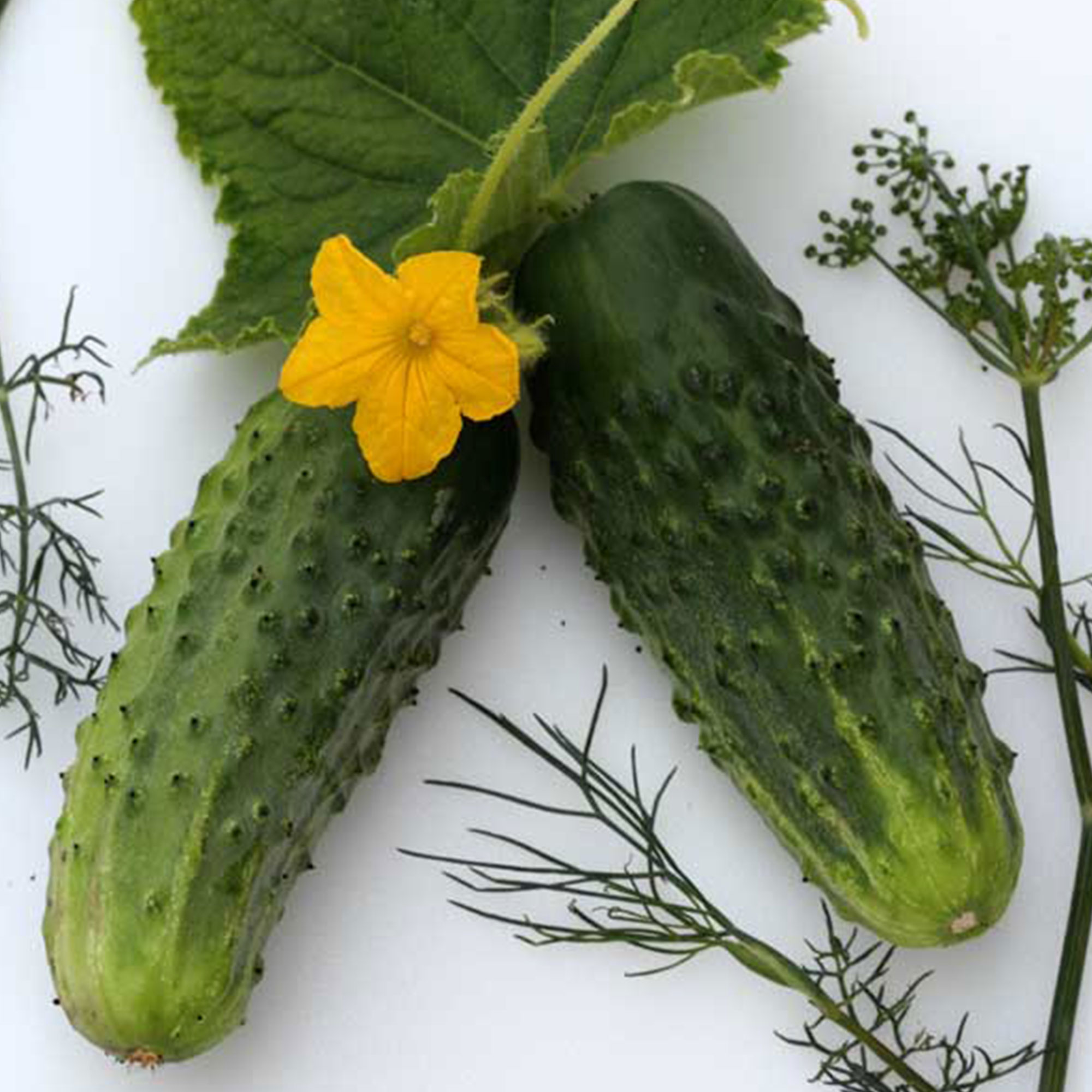 Organic Sumter Cucumbers - 1/4 LB ~3,500 Seeds - Vegetable, Non-GMO - Buy Non-GMO, Open Pollinated Seeds Online - Best Seed Supp