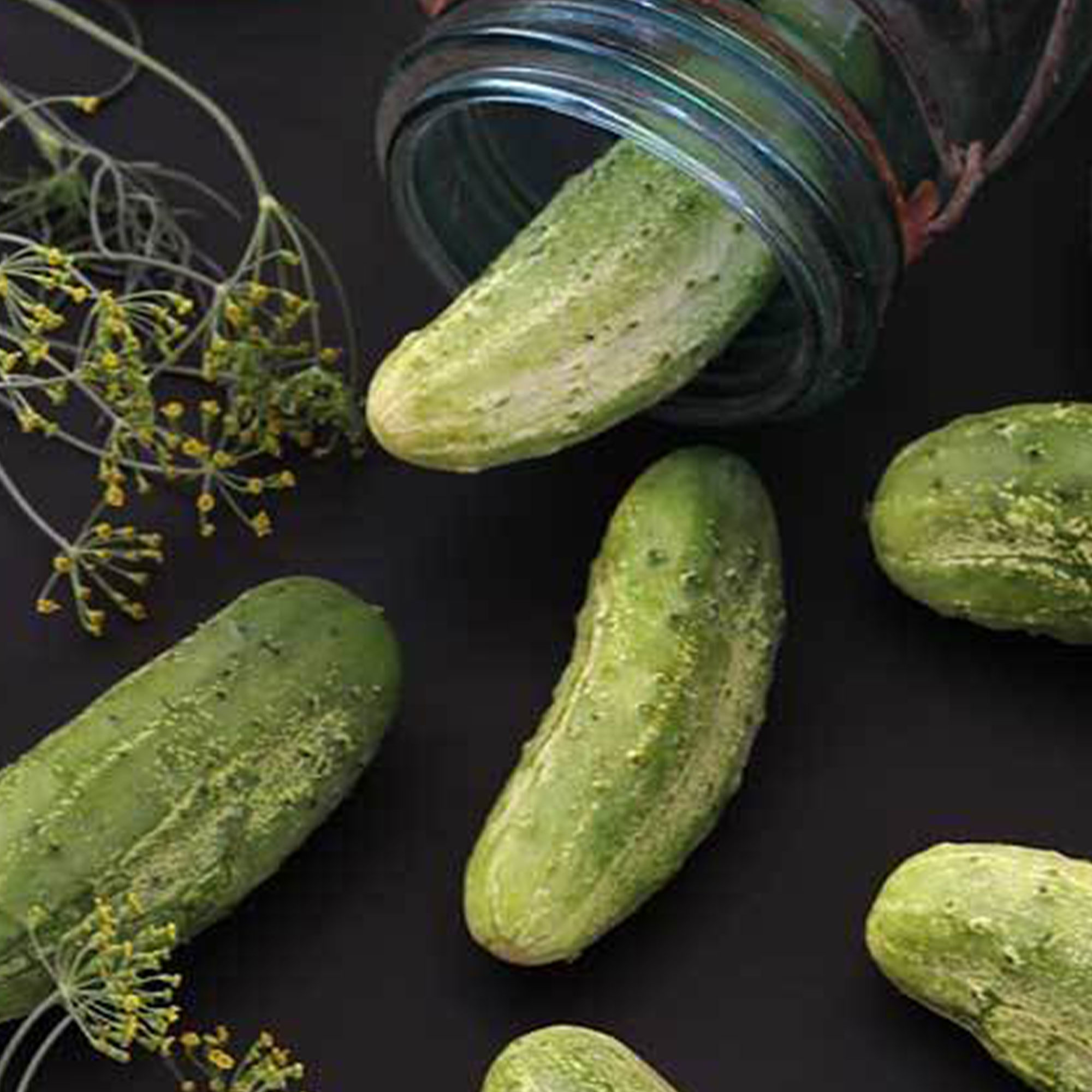 Organic Wisconsin SMR-58 Pickling Cucumber Seeds - 1/4 LB Bulk ~3,400 - Buy Non-GMO Cucumis sativus Farm & Gardening Seeds Onlin