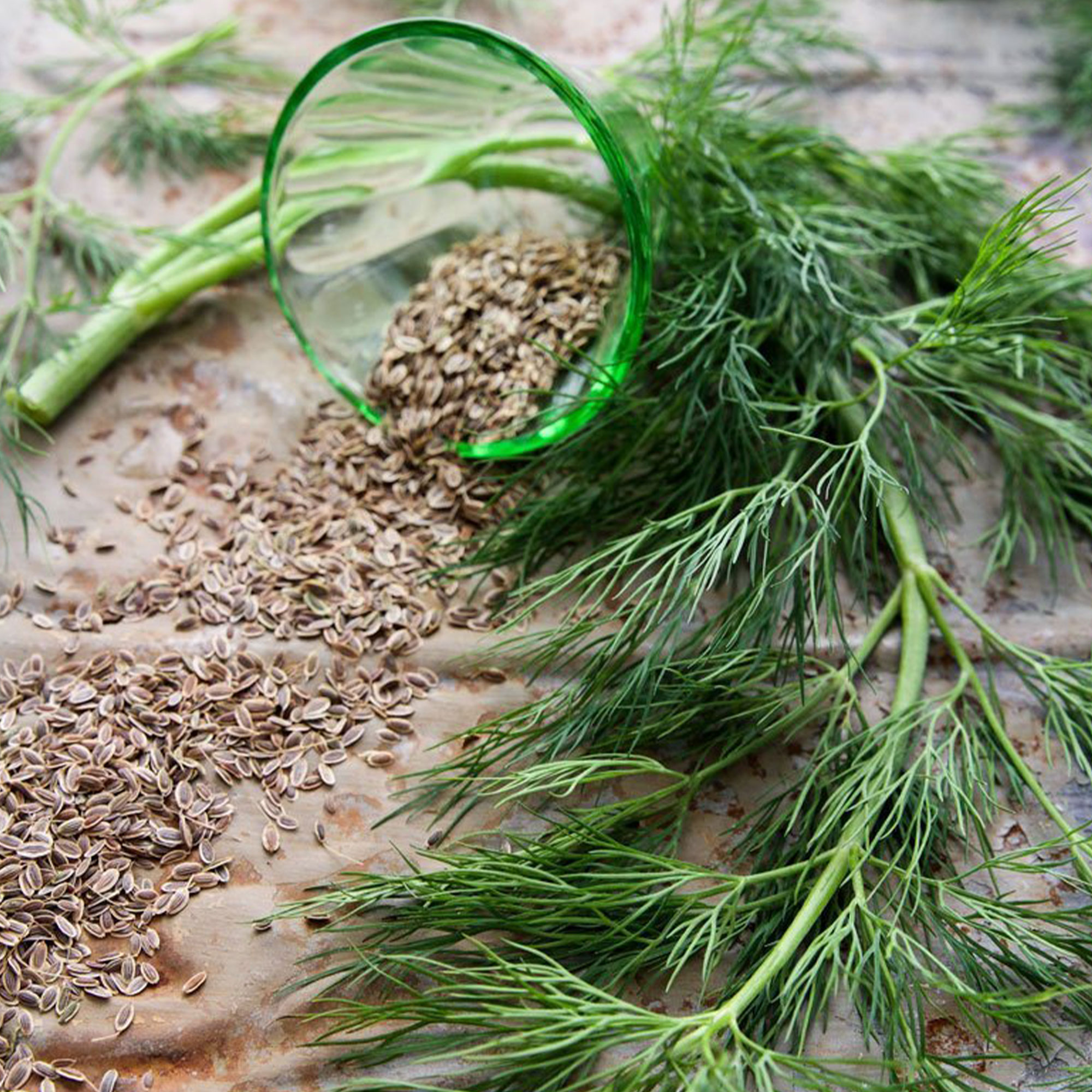 Organic Dill, Bouquet Herb Seeds -1/4 LB Bulk ~25,000 -Culinary Garden - Buy Non-GMO Anethum graveolens Farm & Gardening Seeds O