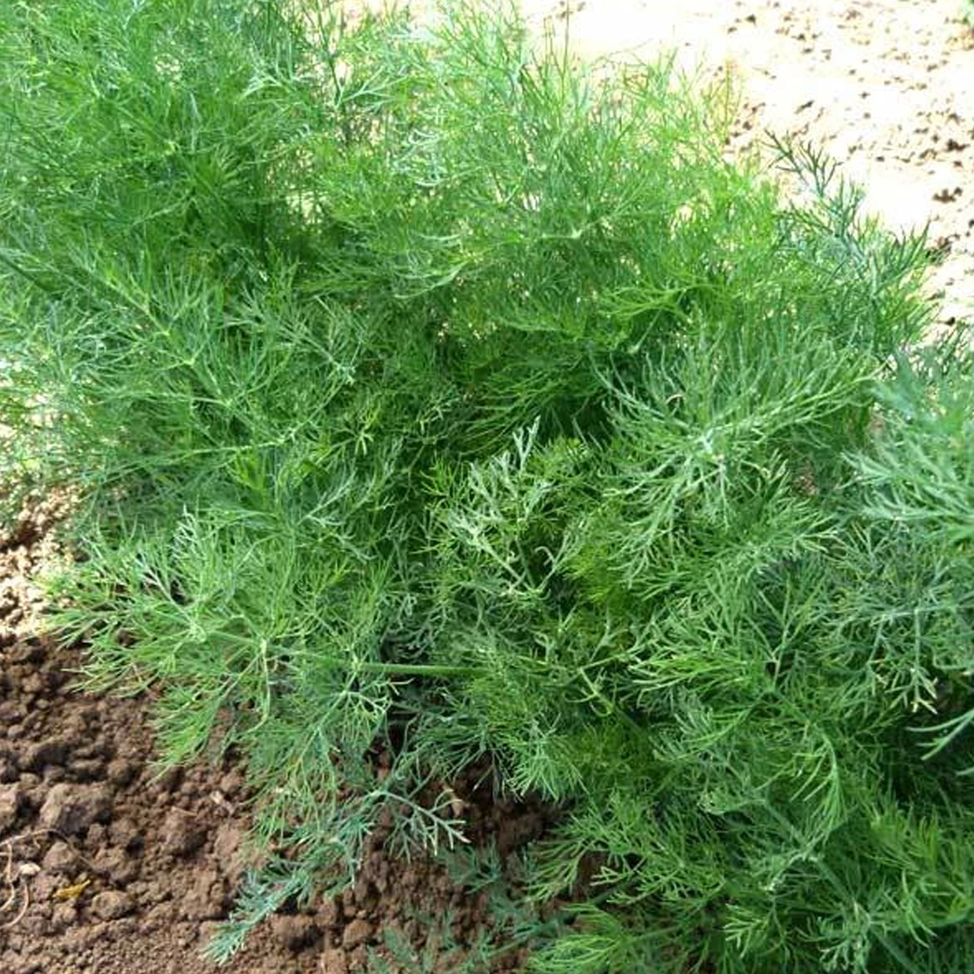 Dill, Dukat Herb Seeds - 1/4 LB ~56,500 Seeds - Culinary Herbal Garden - Buy Non-GMO, Open Pollinated Seeds Online - Best Seed S
