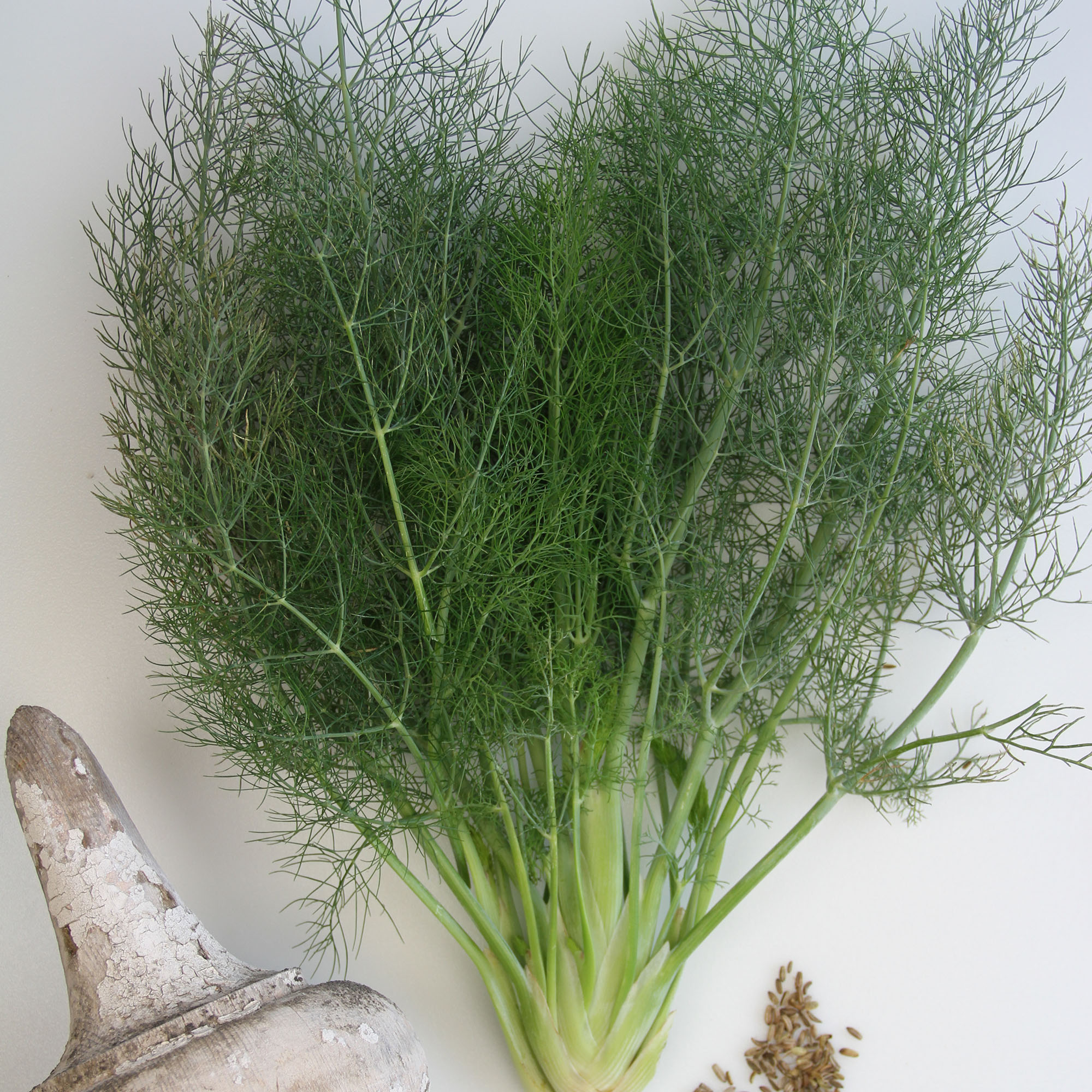 Organic Florence Fennel - 1/4 LB Bulk ~34,000 Seeds - Culinary Herb - Buy Non-GMO Foeniculum vulgare Farm & Gardening Seeds Onli