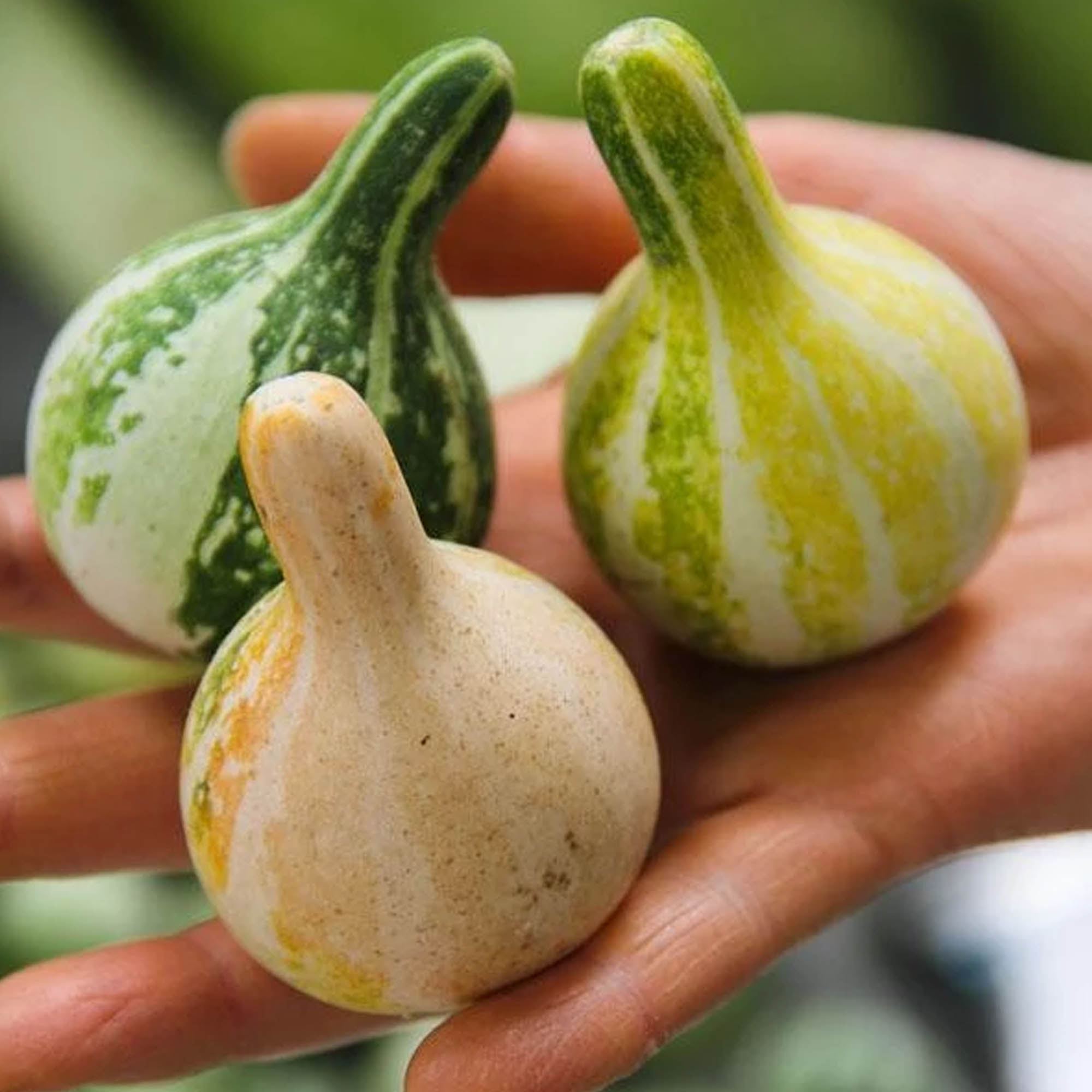 Tennessee Spinning Gourd - 1 Gram ~25- Heirloom, Non-GMO, Gardening - Buy Non-GMO Cucurbita pepo Farm & Gardening Seeds Online