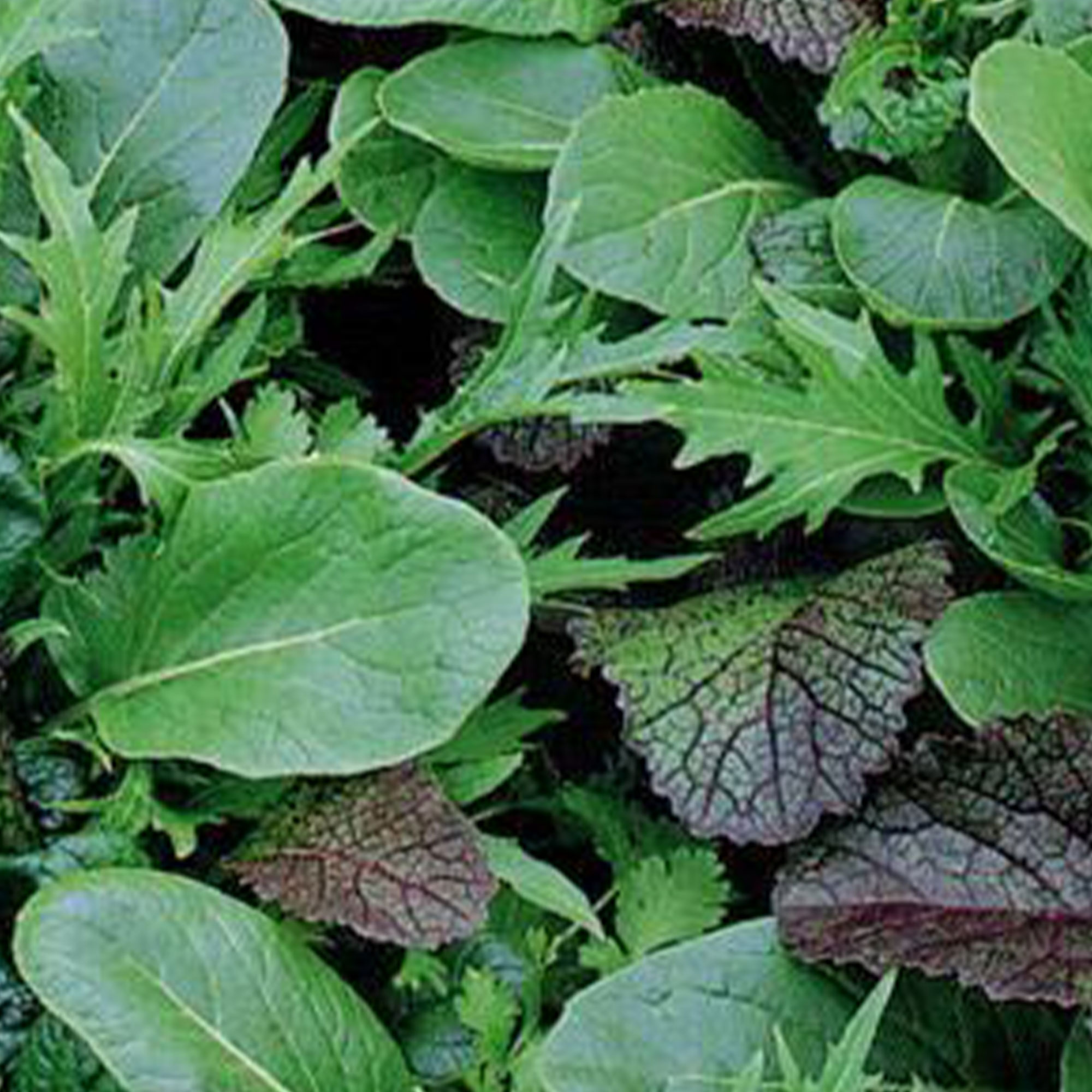 Organic Braising Greens - 2 g ~600 - Farm & Garden Vegetable Seeds - Buy Non-GMO Lactuca sativa Farm & Gardening Seeds Online