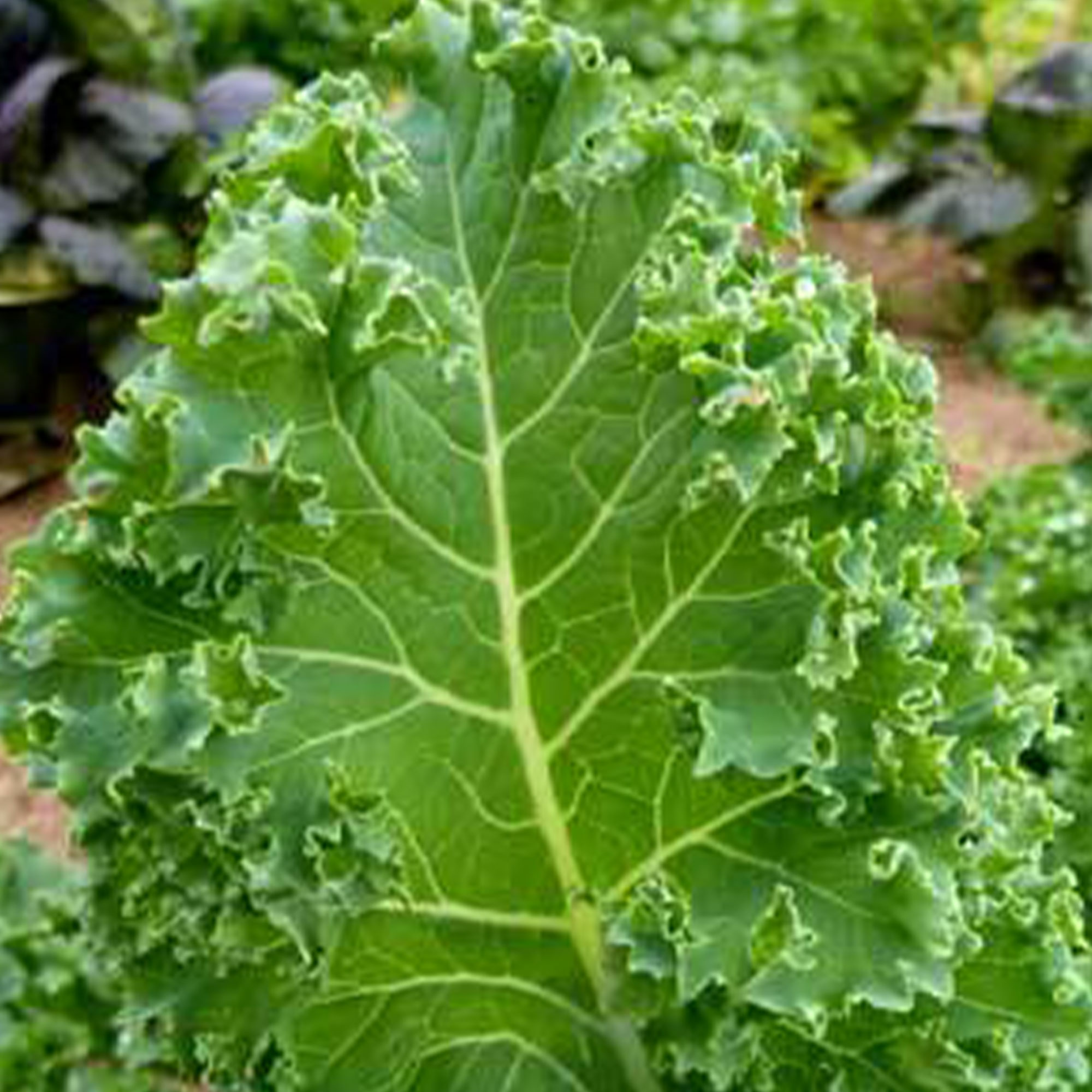 Organic Dwarf Blue Curled Scotch Kale-5 LB Bulk ~640,000 Seeds-Non-GMO - Buy Non-GMO Brassica oleracea var. acephala Farm & Gard