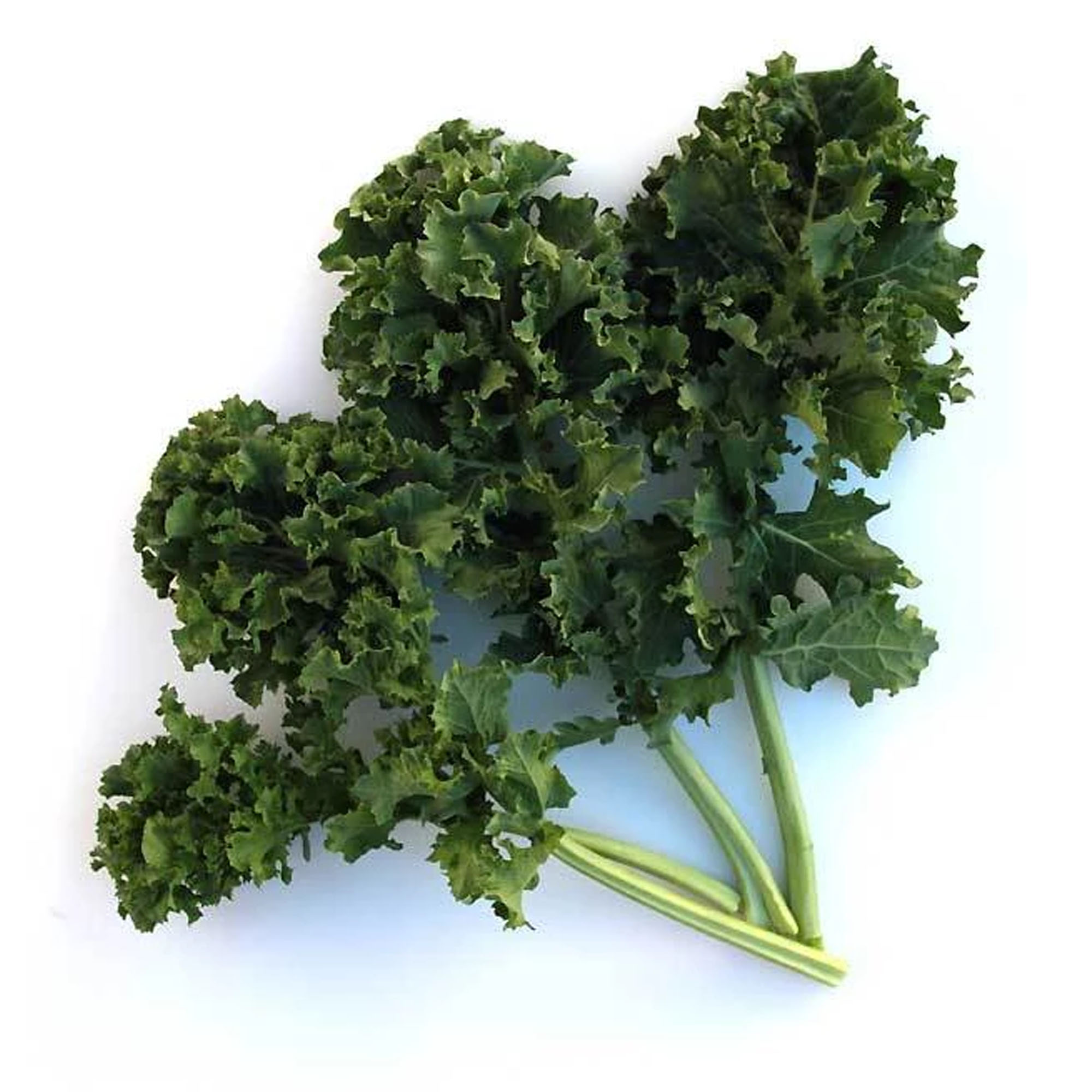 Organic Dwarf Siberian Kale Seeds - 5 LB ~640,000-Garden, Micro Greens - Buy Non-GMO Brassica oleracea var. acephala Farm & Gard