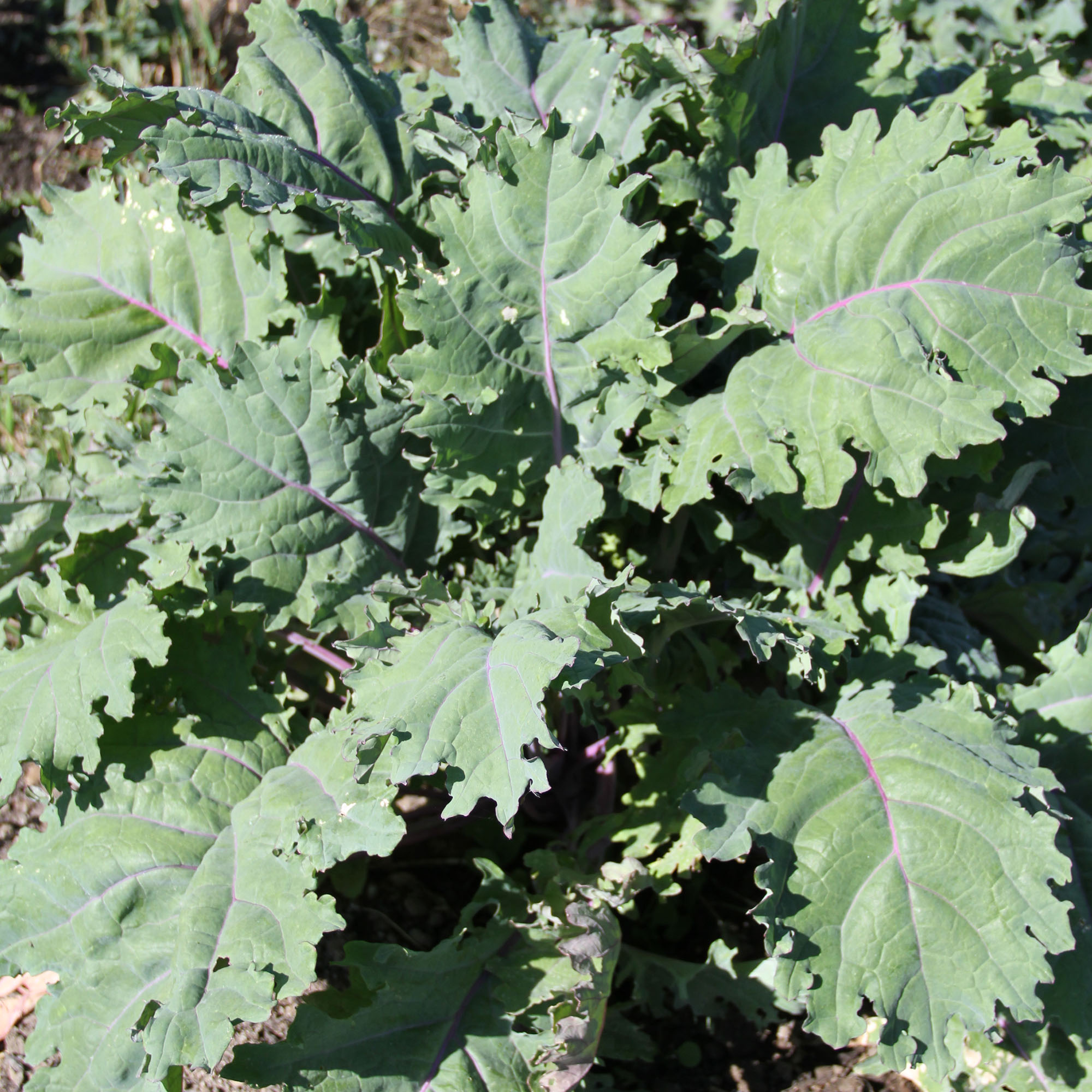 Organic Red Russian Kale Seeds - 1 g ~250 - Heirloom, Non-GMO, Garden - Buy Non-GMO Brassica oleracea var. acephala Farm & Garde